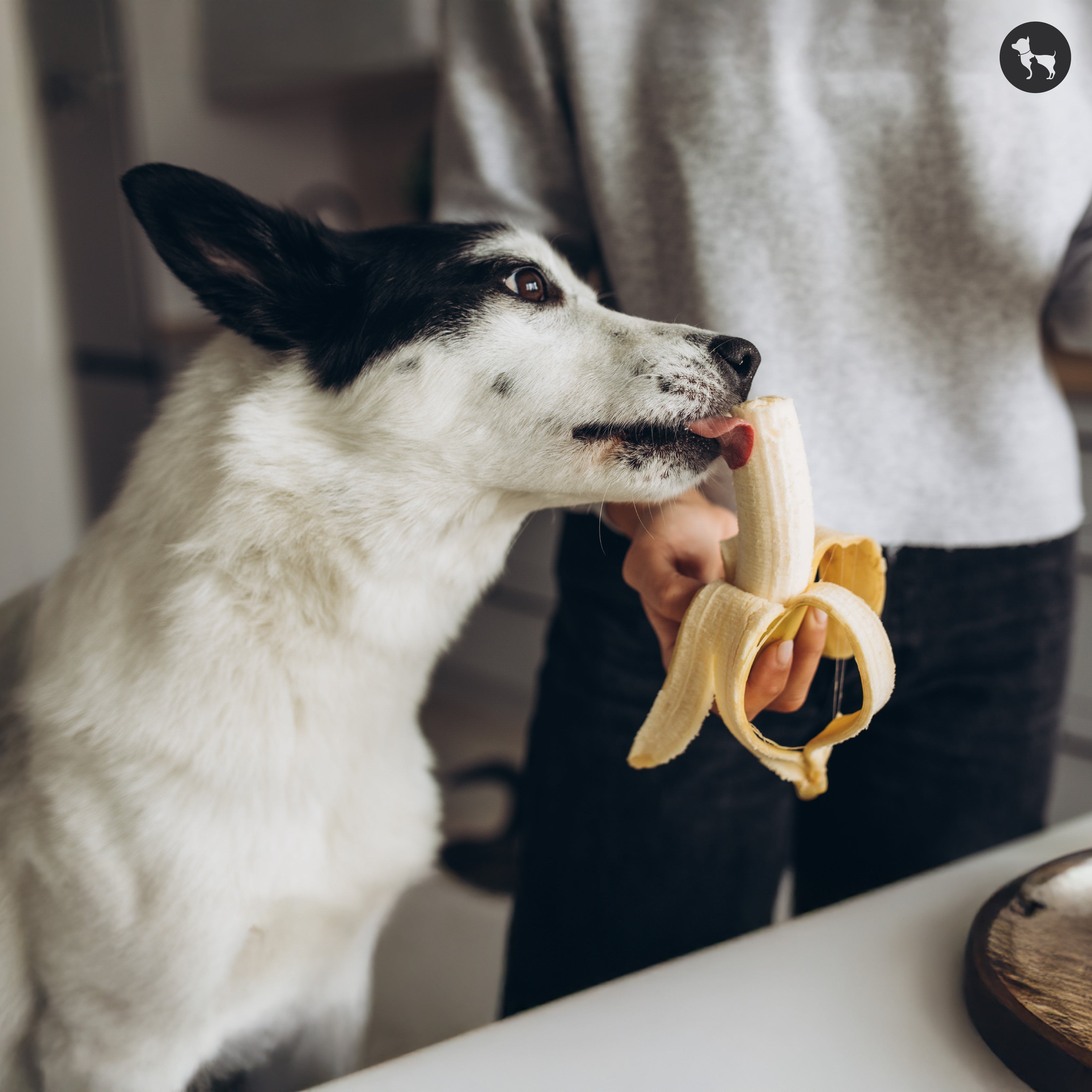 View of Can Dogs Eat Bananas? Top 5 Health Benefits of Bananas for Dogs – HUFT SG