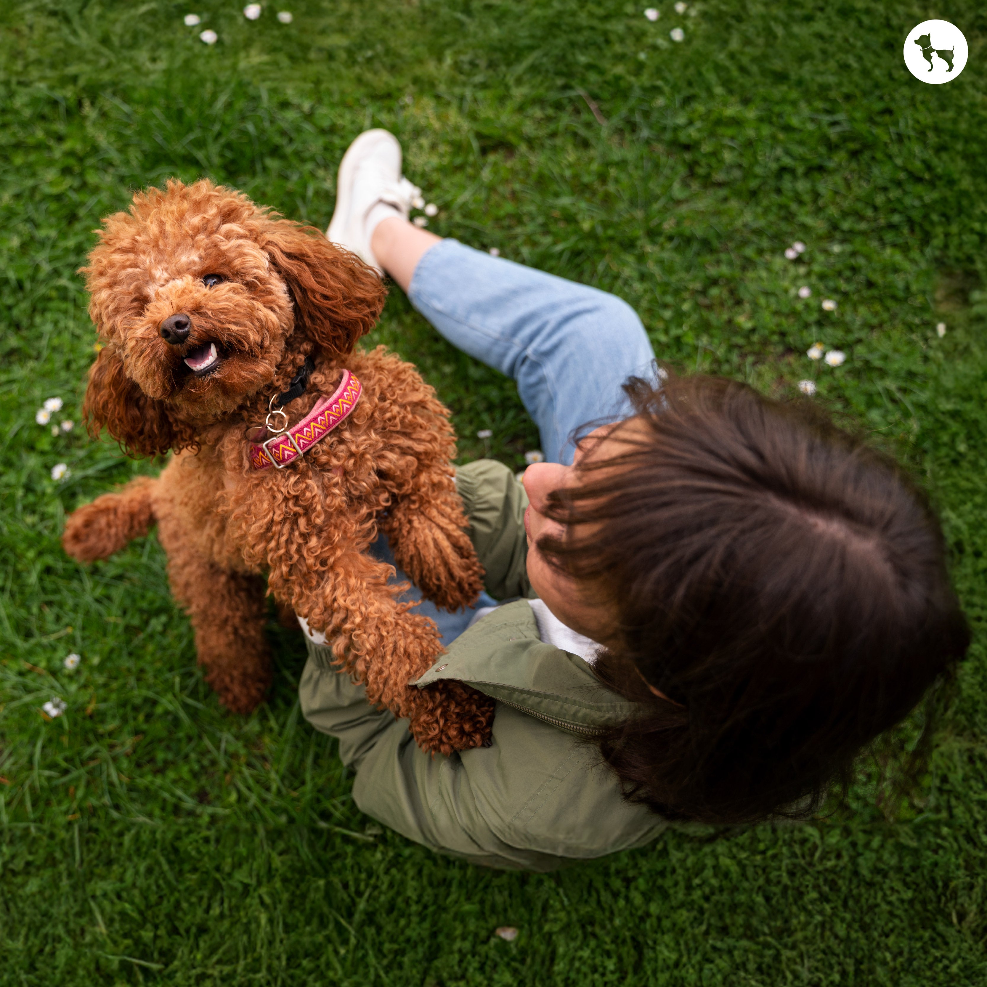 Mini Goldendoodle Guide Everything You Need to Know HUFT SG
