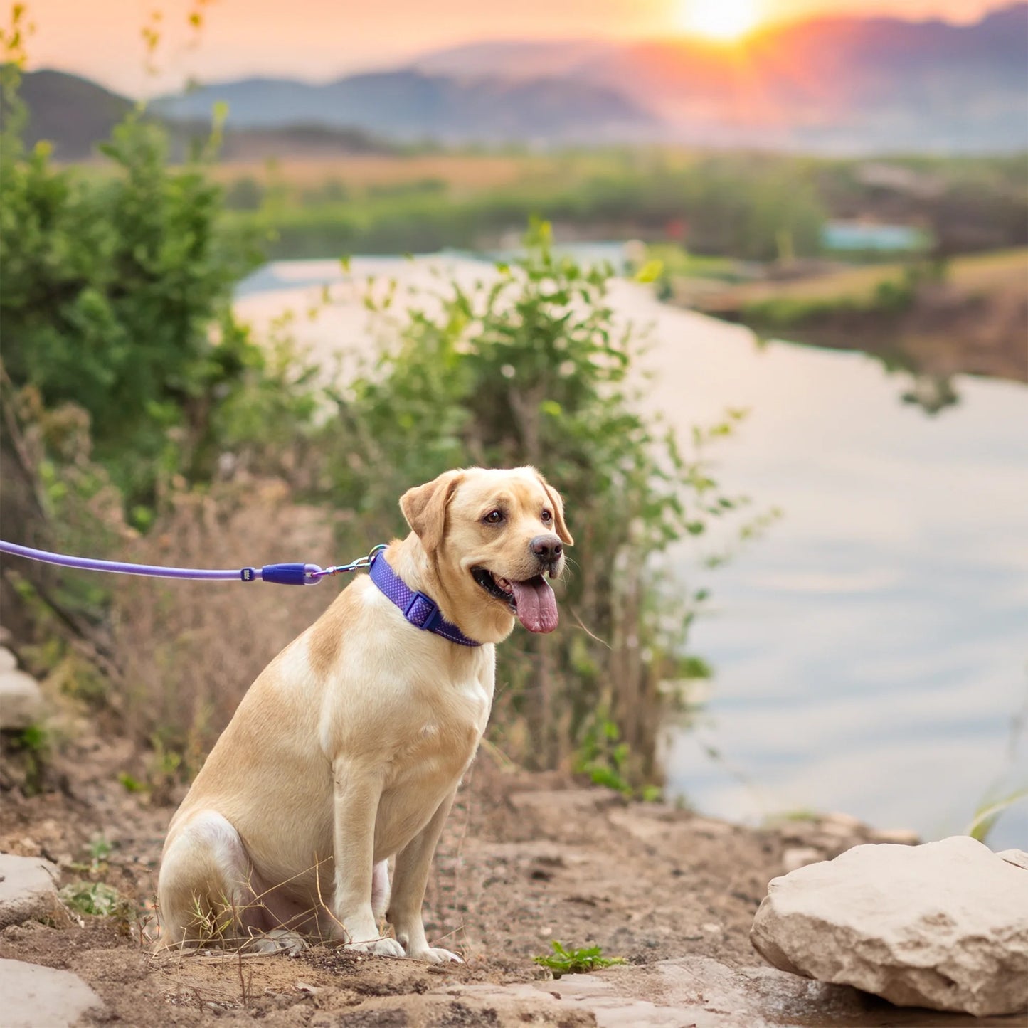 Dash Dog Zoom Easy Leash For Dog - Purple