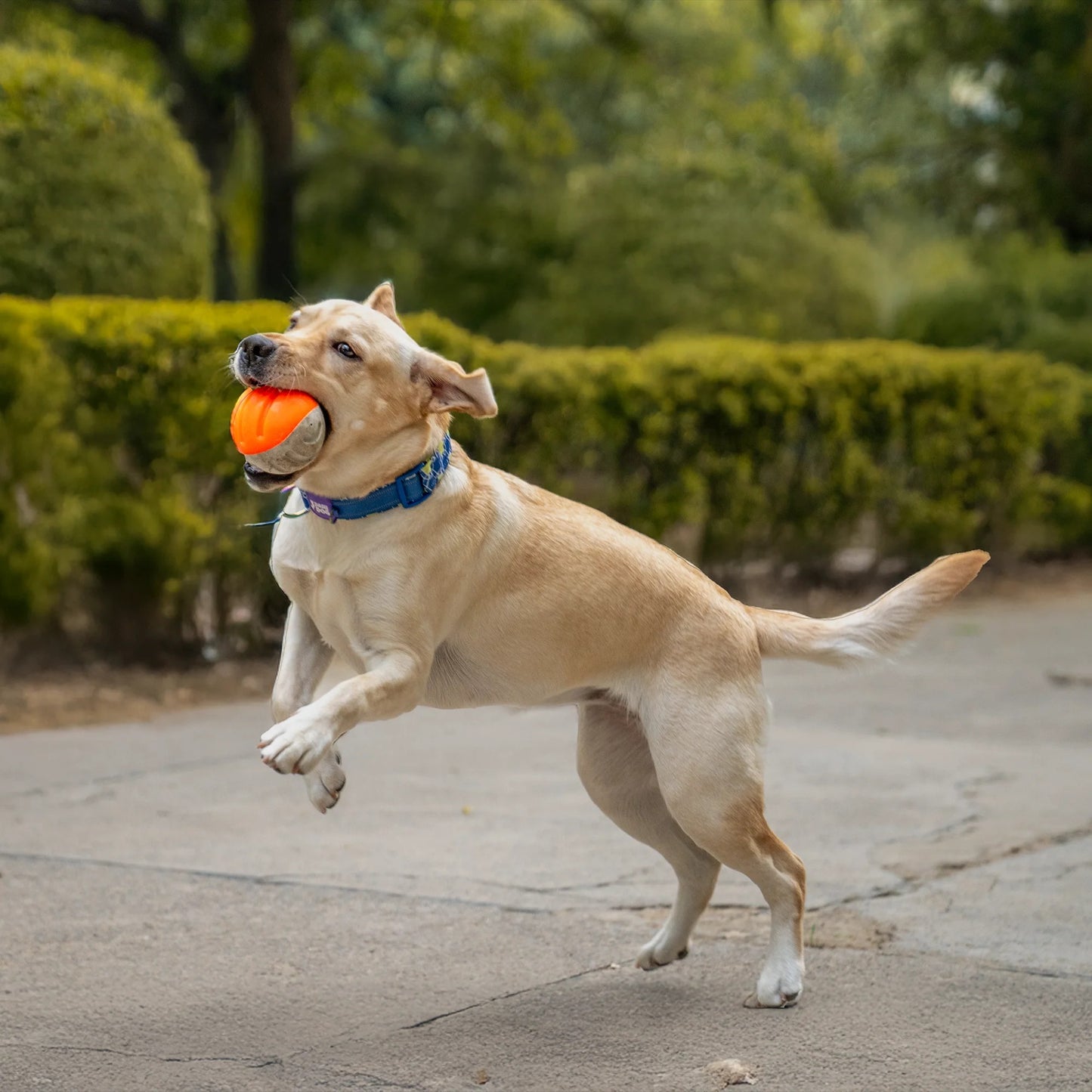 Dash Dog Double Trouble Ball Toy For Dog