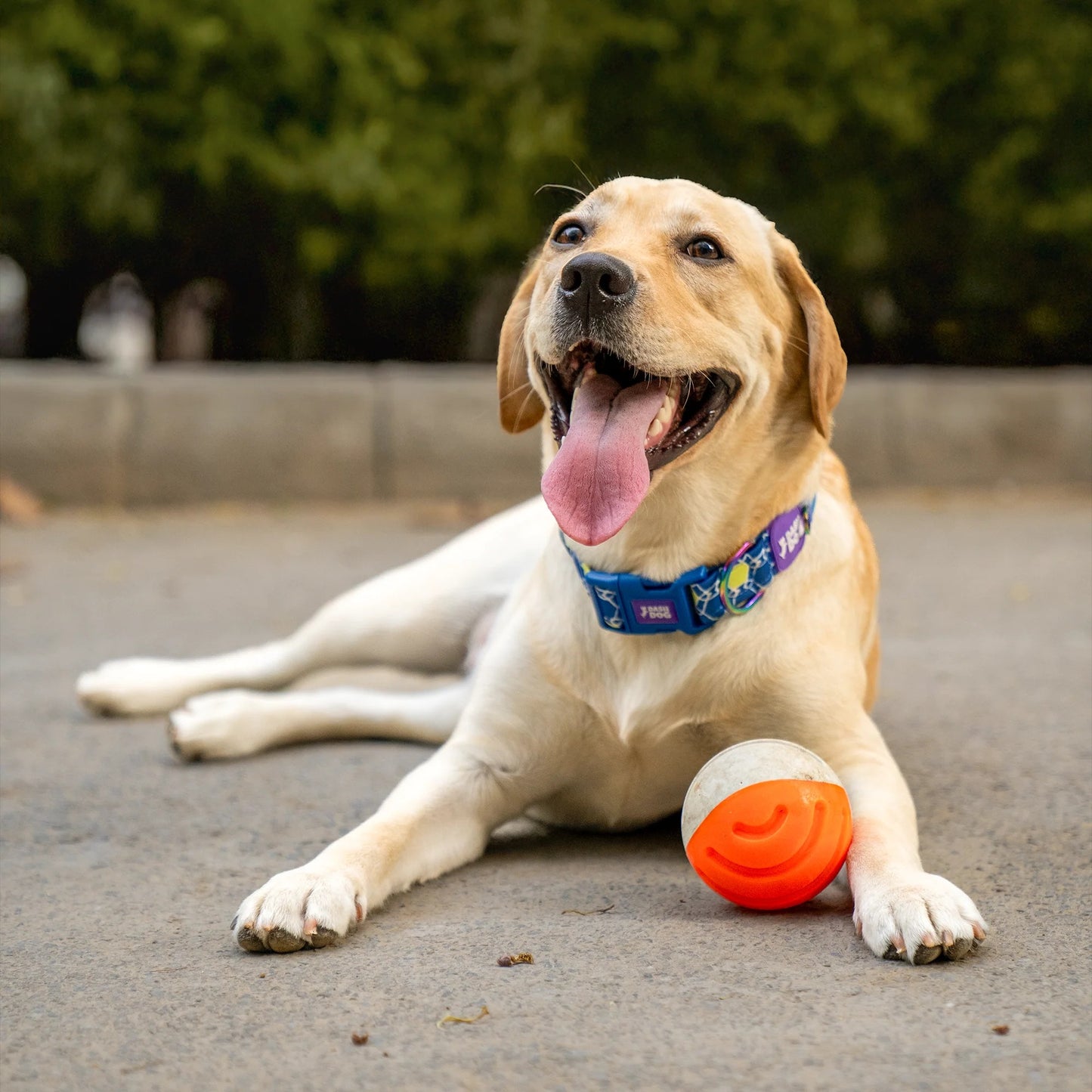 Dash Dog Double Trouble Ball Toy For Dog