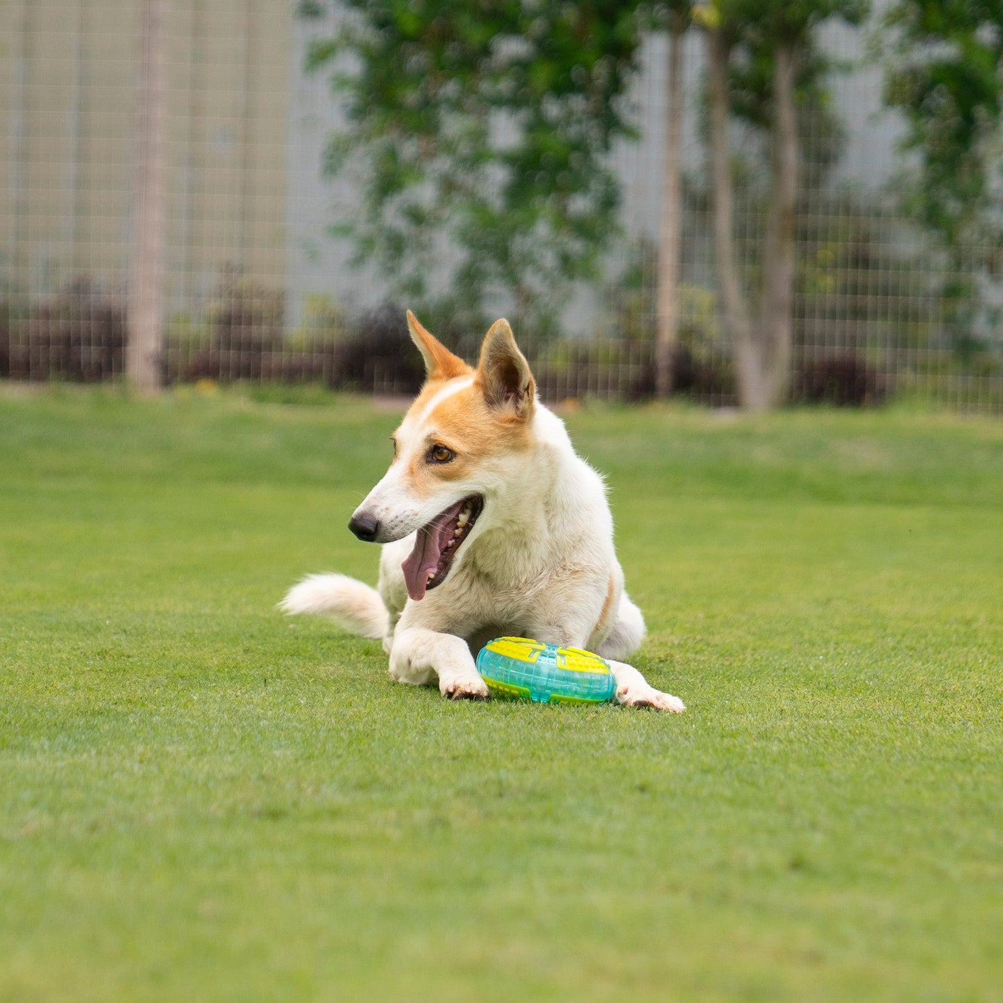 Dash Dog Extreme Play Squeaky Ring Toy For Dog - Green