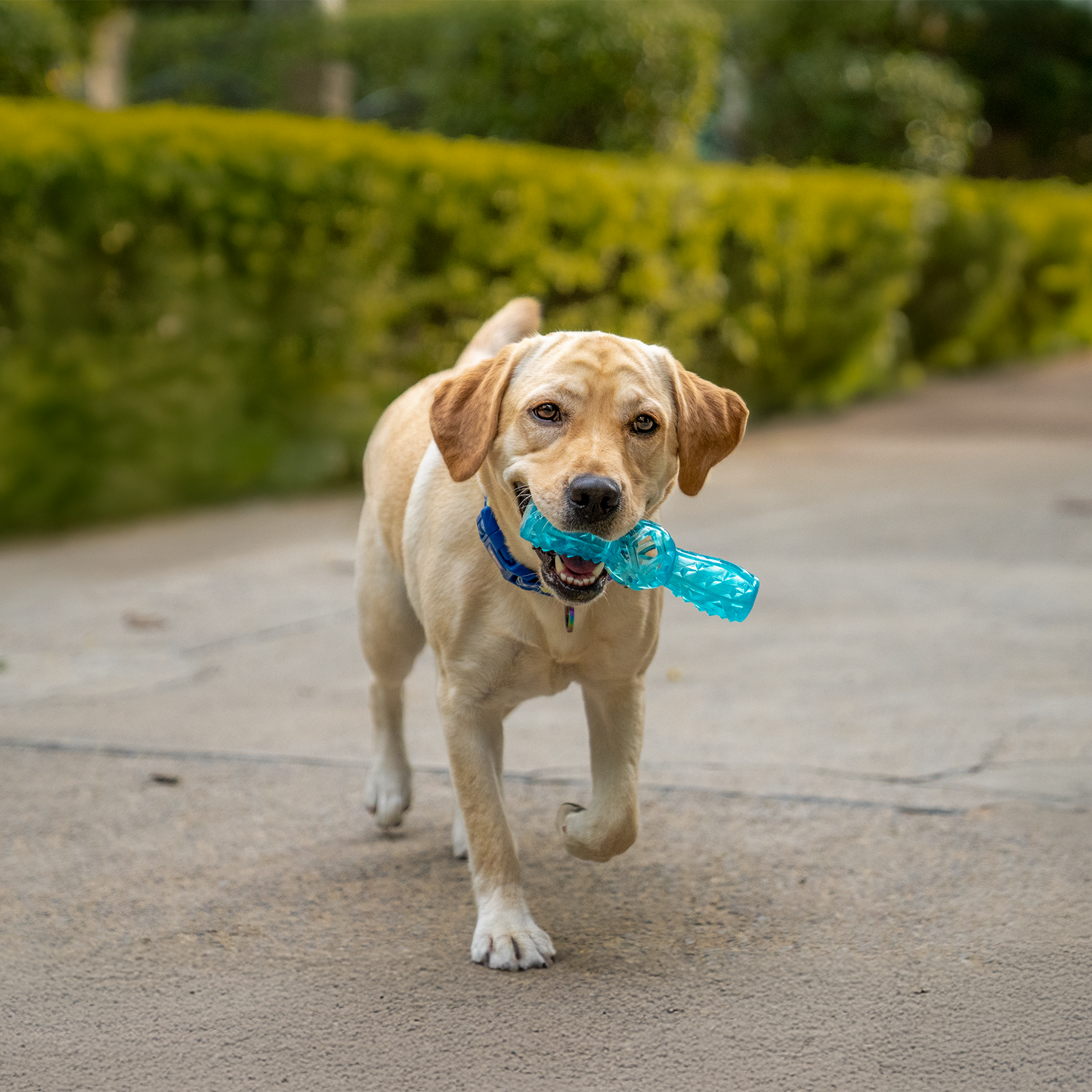 Dash Dog Squeak & Chomp Toy For Dog