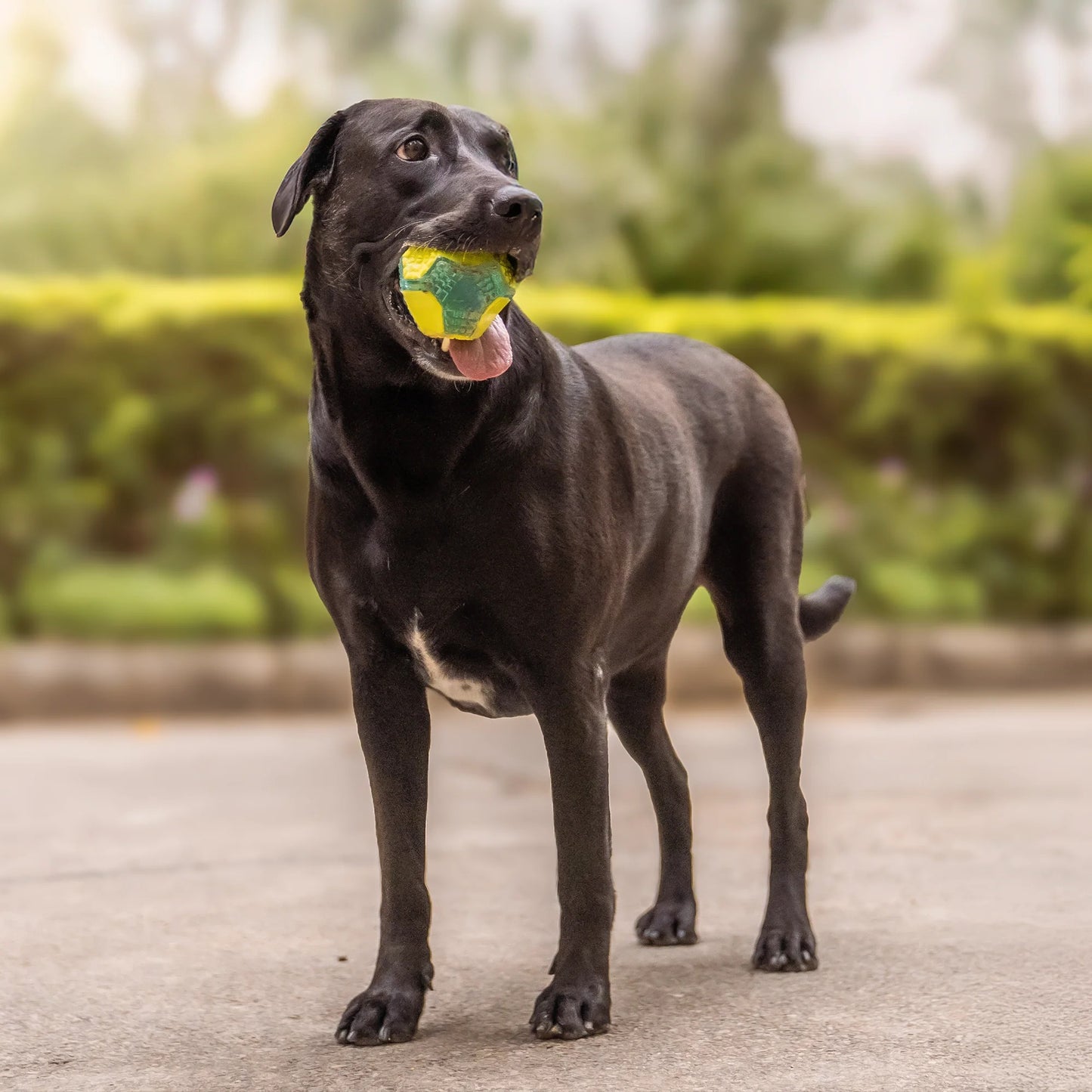 Dash Dog Grip & Go Squeaky Ball For Dog - Neon Green & Blue