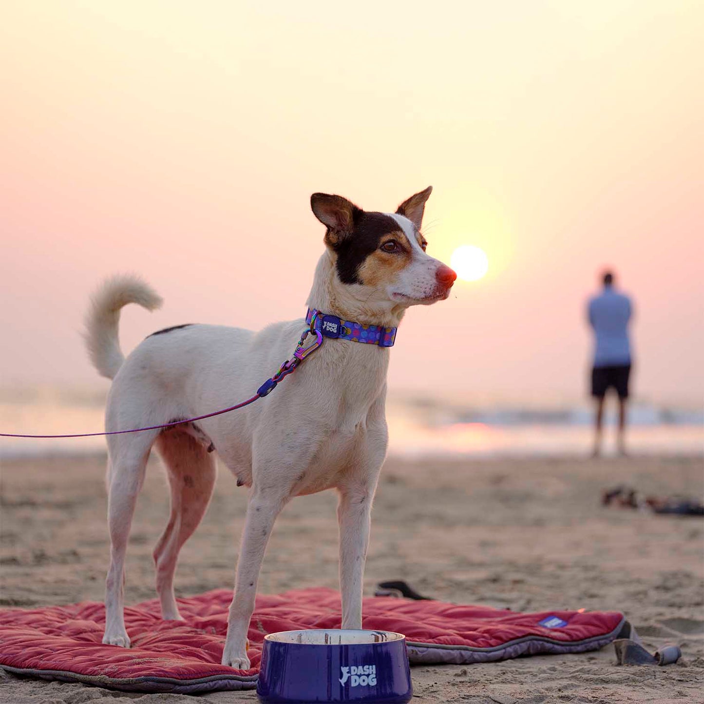 Dash Dog Tulip Bowl For Dogs