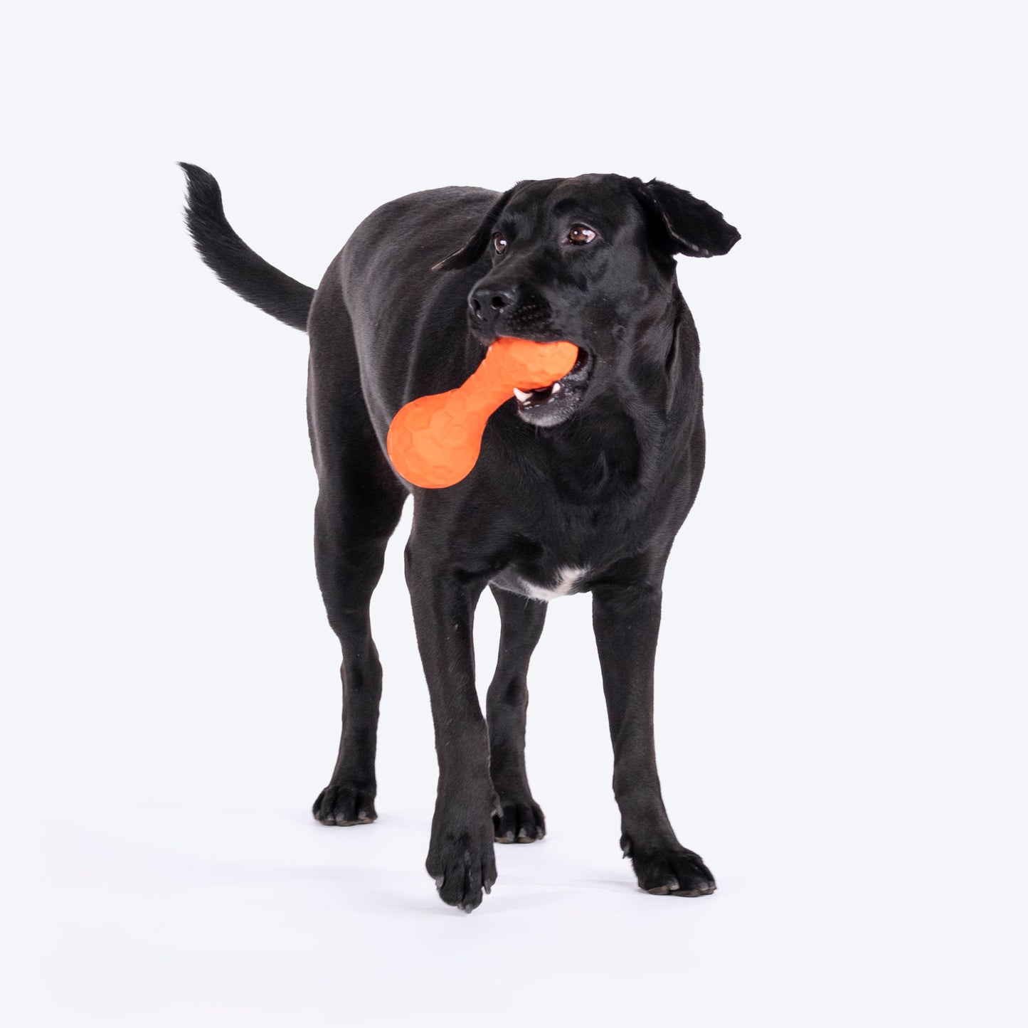 HUFT Squeaky Chew Toy For Dog - Orange