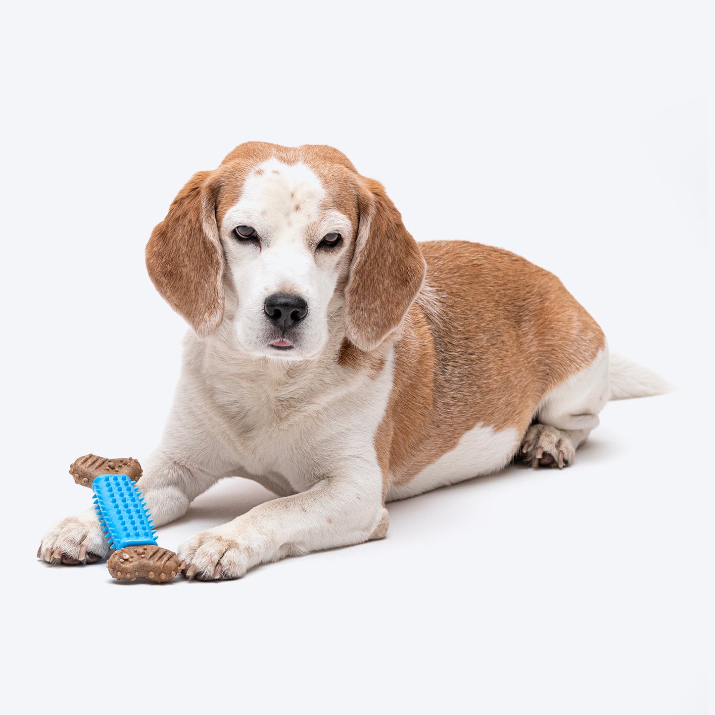 HUFT Spiky Bone Chew Toy For Dog