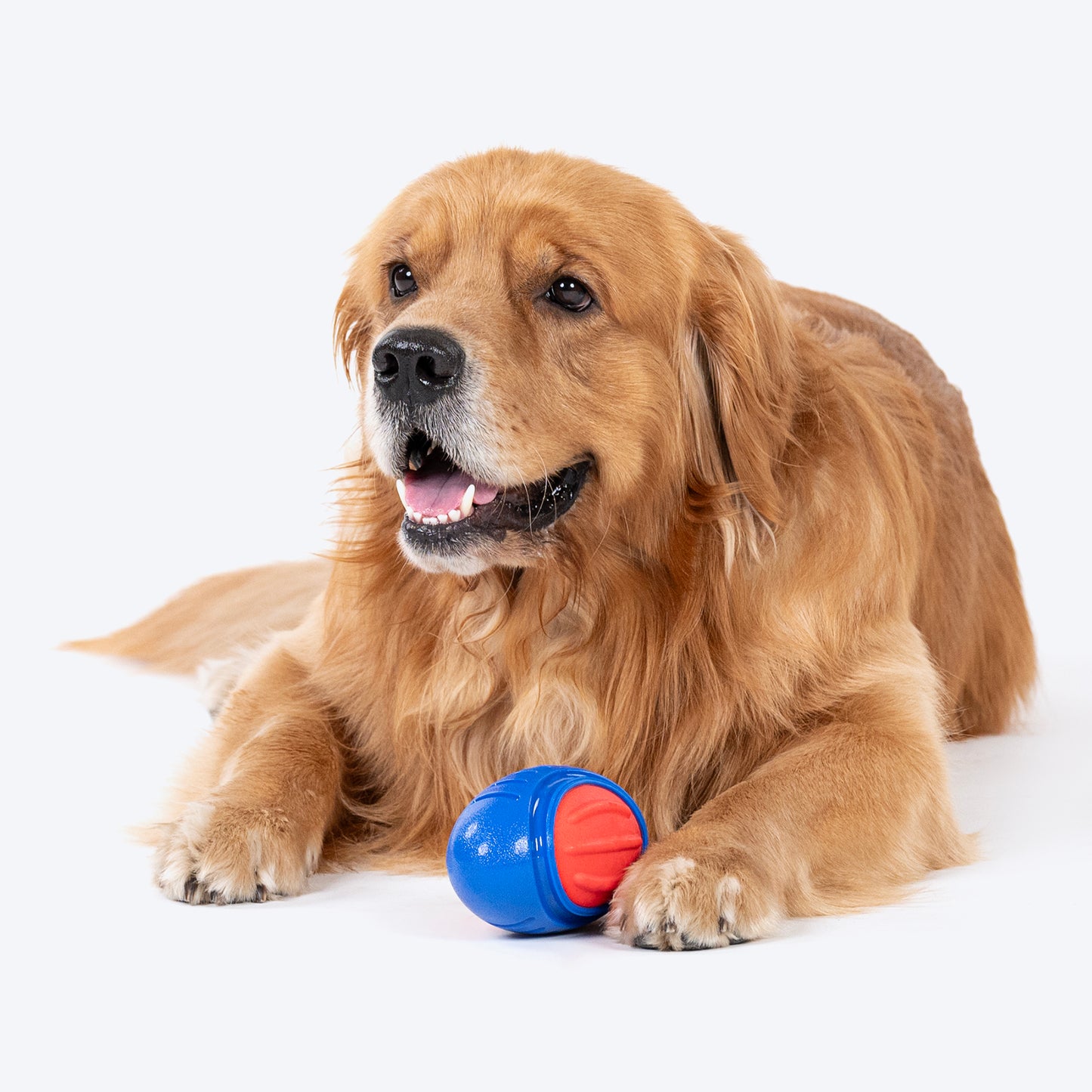 Dash Dog Sprinter Fetch Toy For Dog - Blue & Red - S