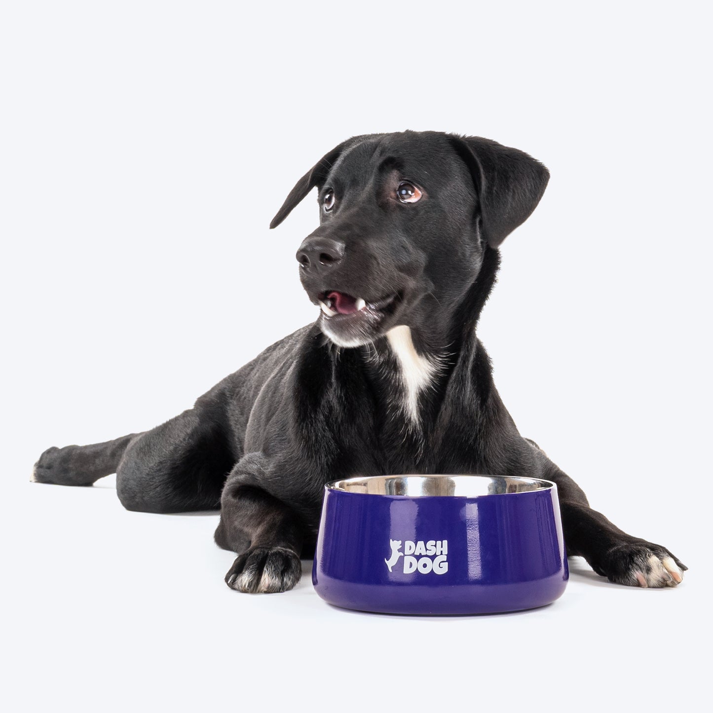Dash Dog Tulip Bowl For Dogs