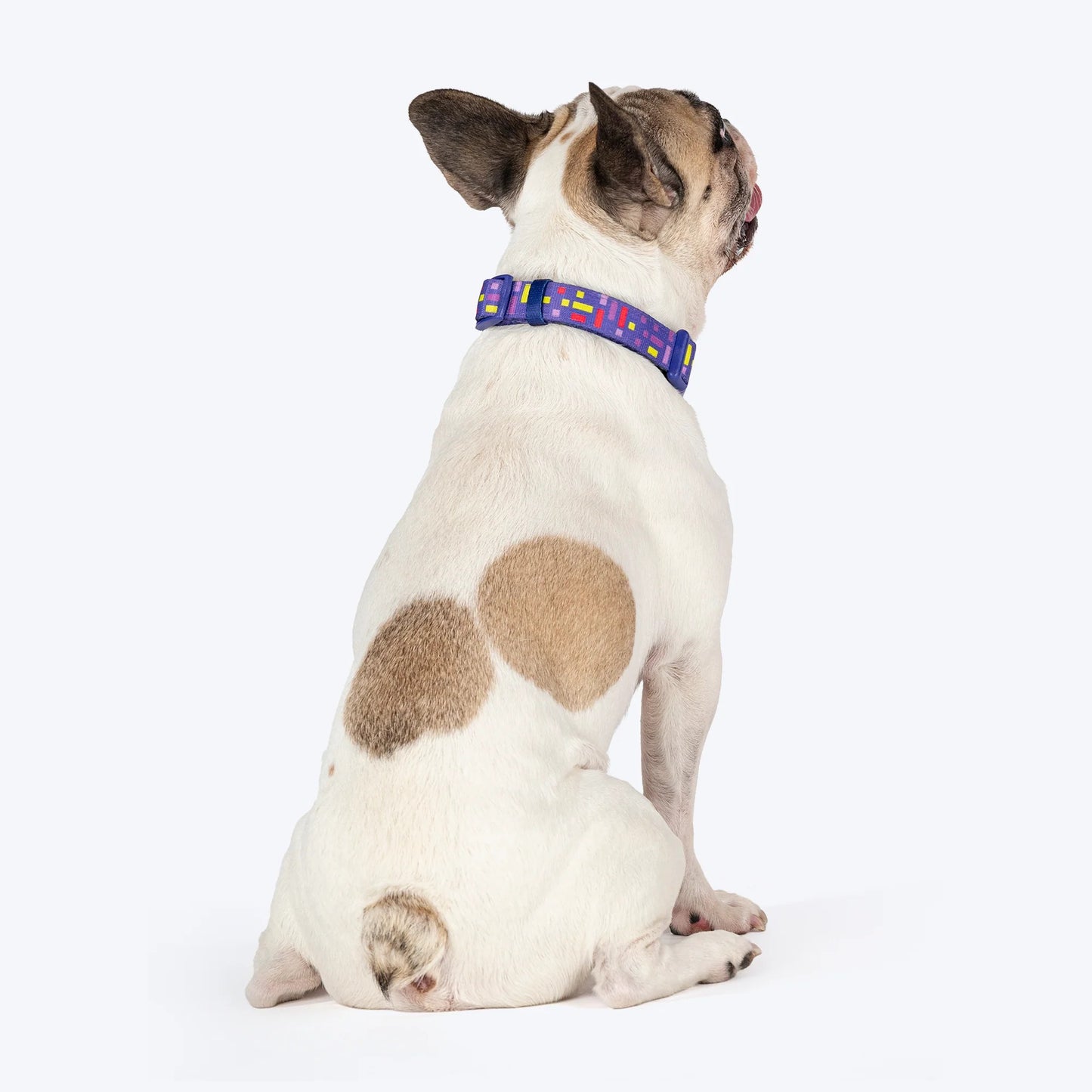 Dash Dog Pixel Padded Collar For Dog - Purple