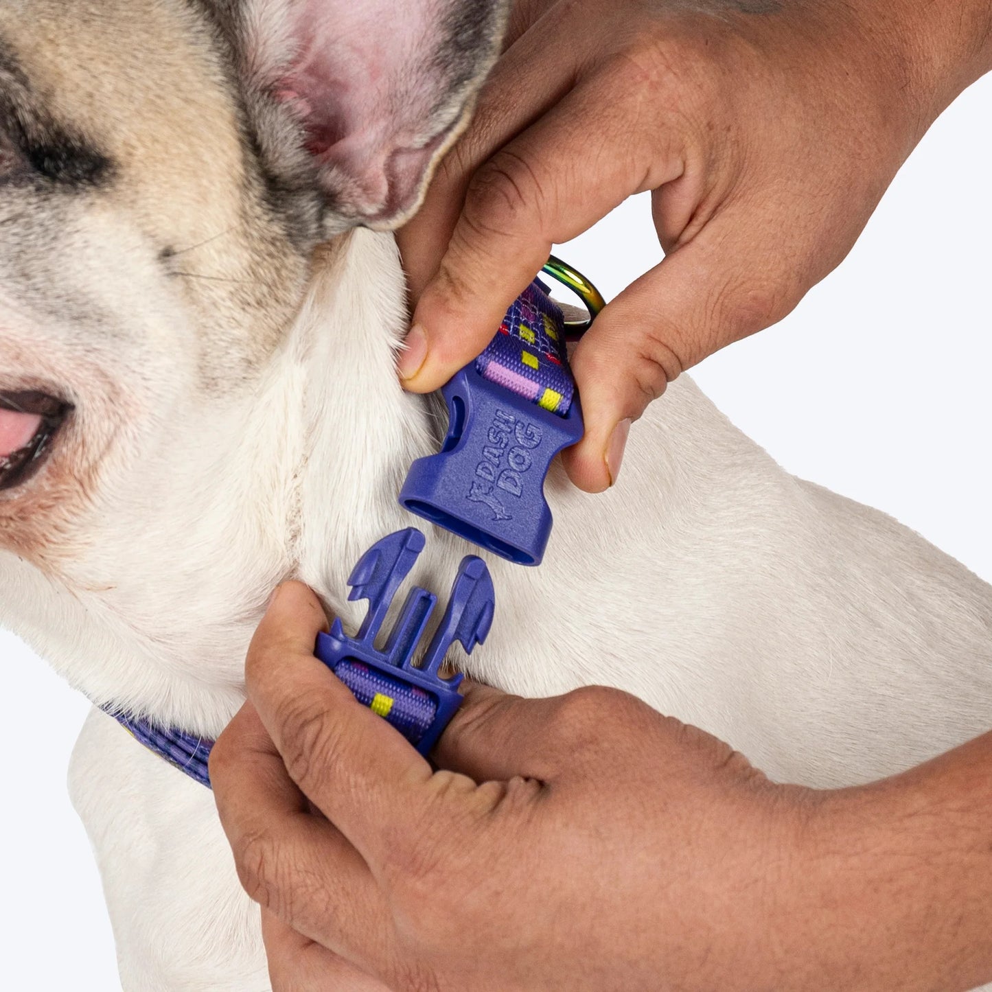 Dash Dog Pixel Padded Collar For Dog - Purple