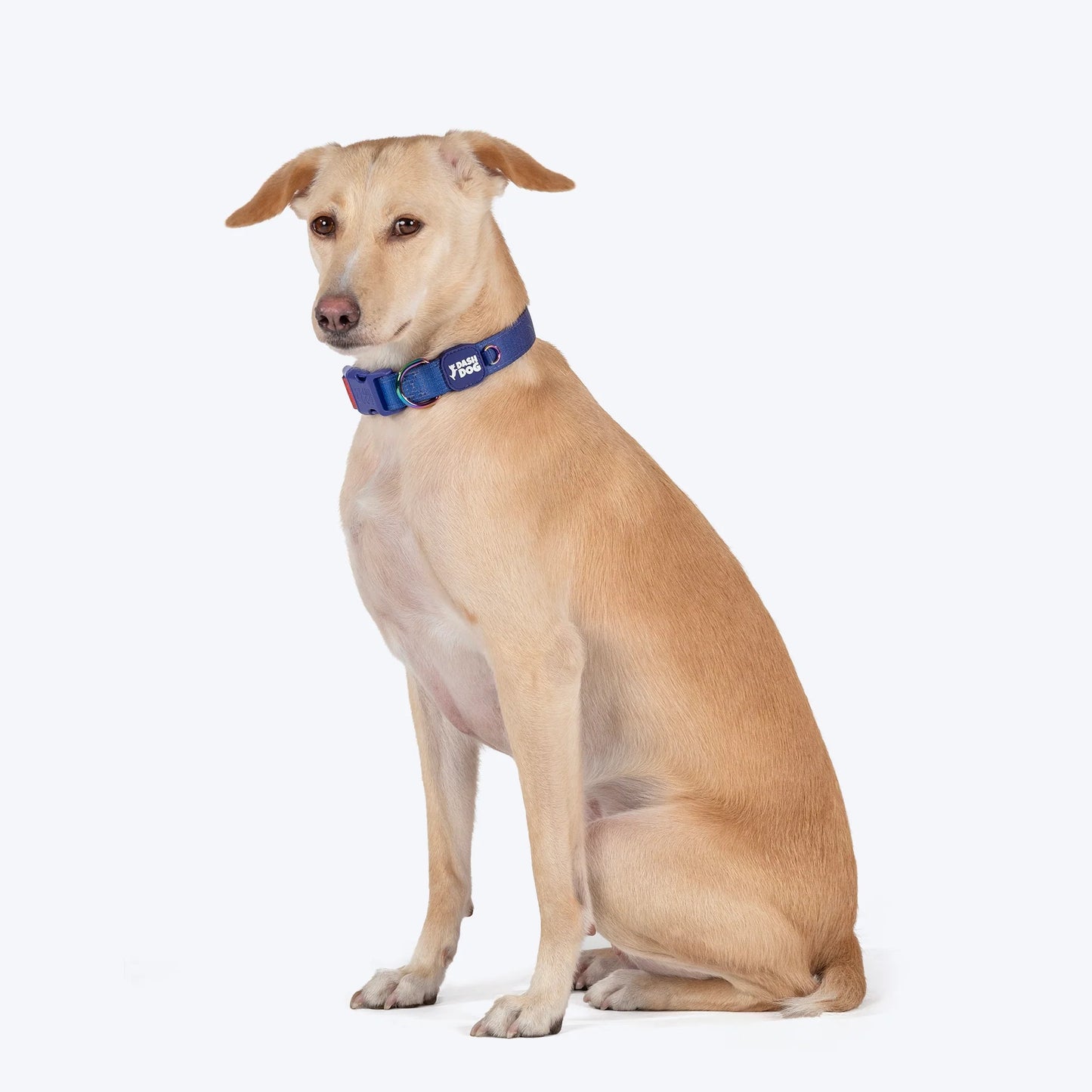 Dash Dog Flow Padded Collar For Dog - Red & Purple