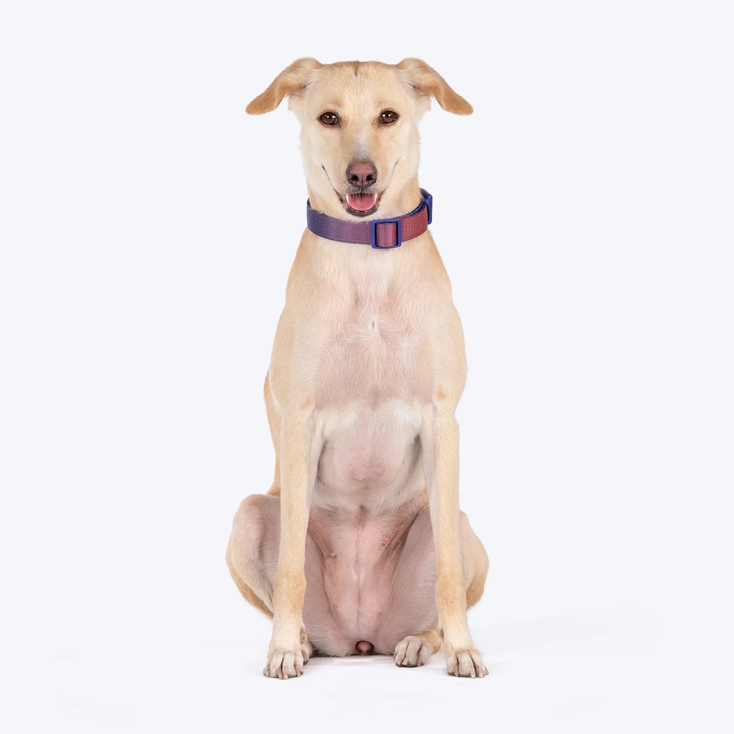 Dash Dog Flow Padded Collar For Dog - Red & Purple
