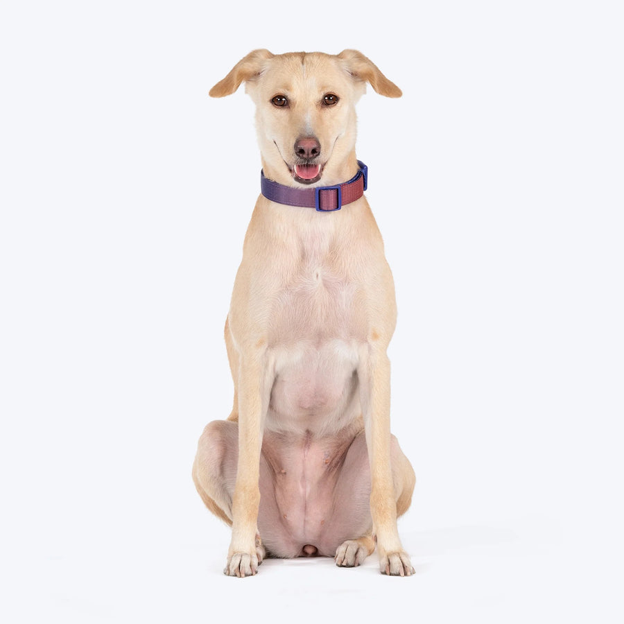 Dash Dog Flow Padded Collar For Dog - Red & Purple