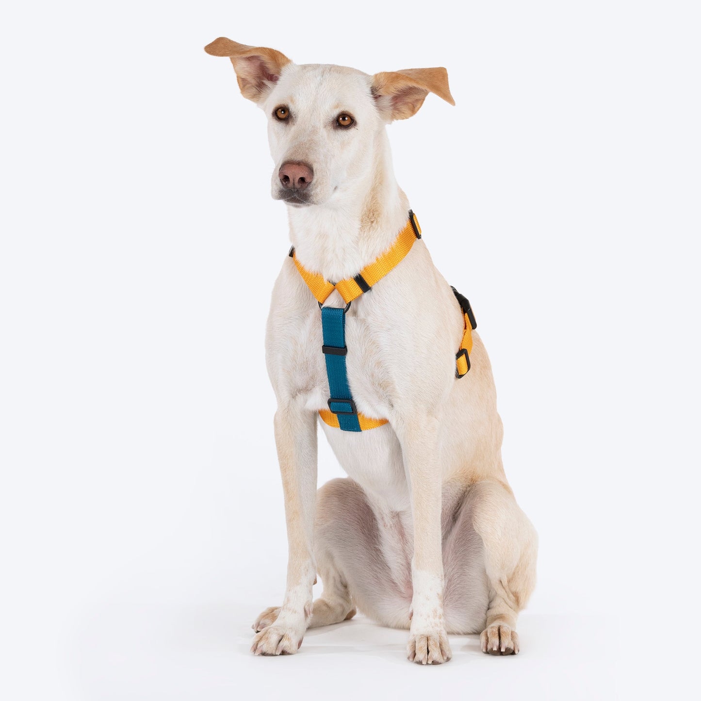 HUFT Basics Dog H-Harness - Yellow & Blue - Heads Up For Tails