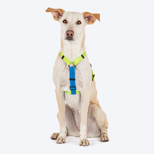 HUFT Basics Dog H-Harness - Neon Green & Blue - Heads Up For Tails