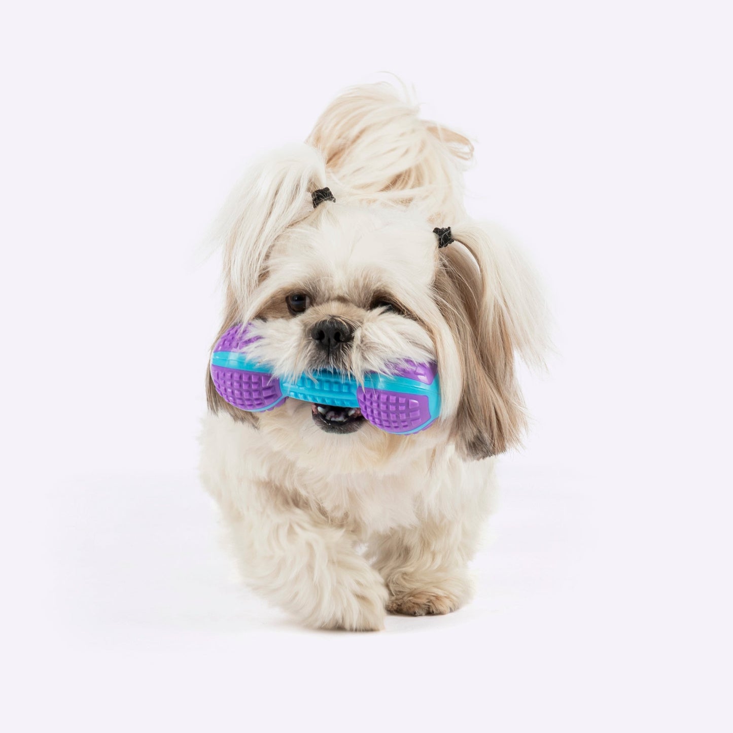 Dash Dog Gnaw & Go Squeaky Toy For Dog - Purple & Blue