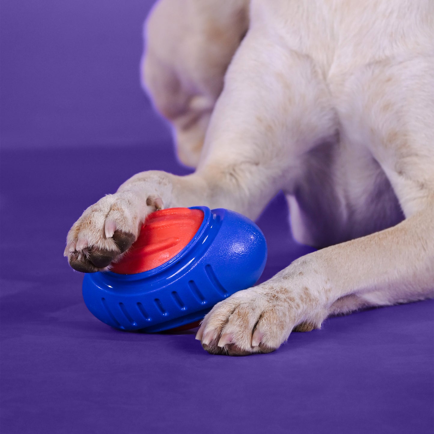 Dash Dog Sprinter Fetch Toy For Dog - Blue & Red - S