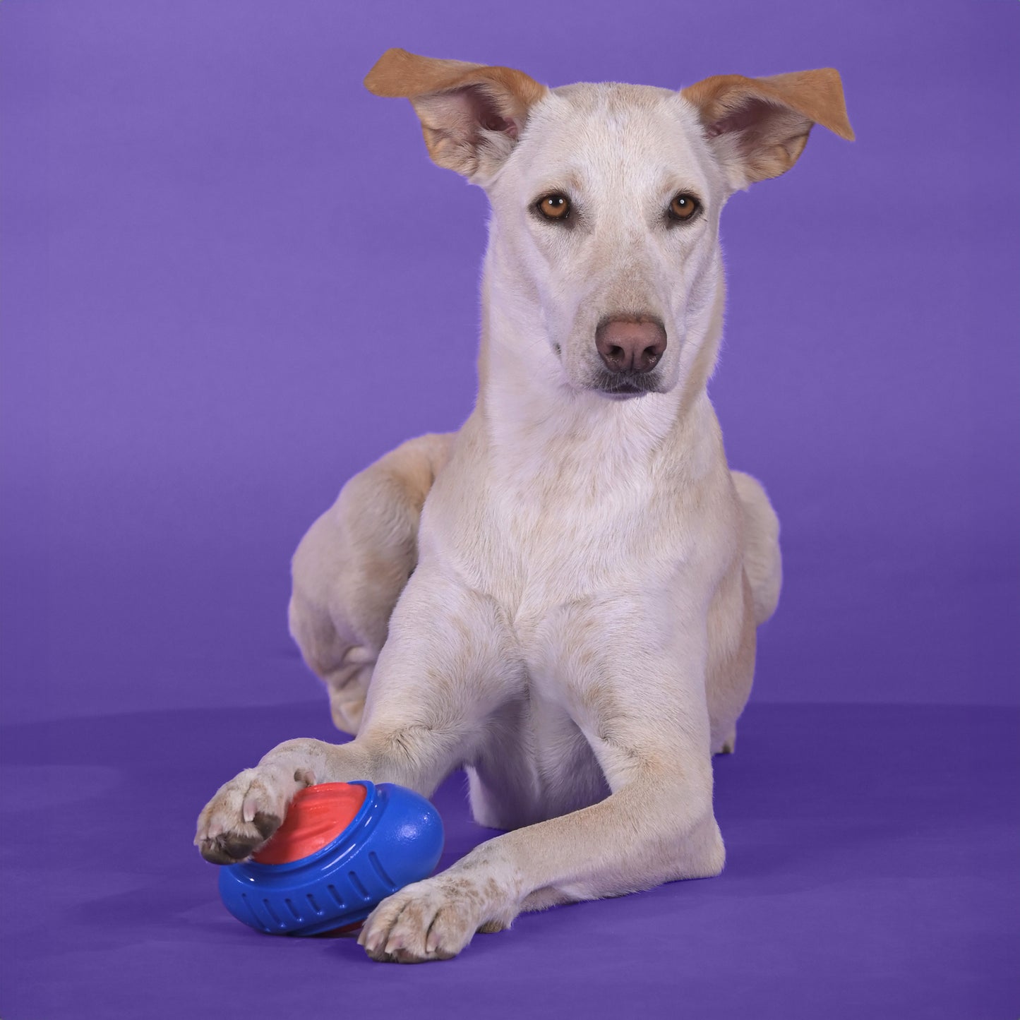 Dash Dog Sprinter Fetch Toy For Dog - Blue & Red - S
