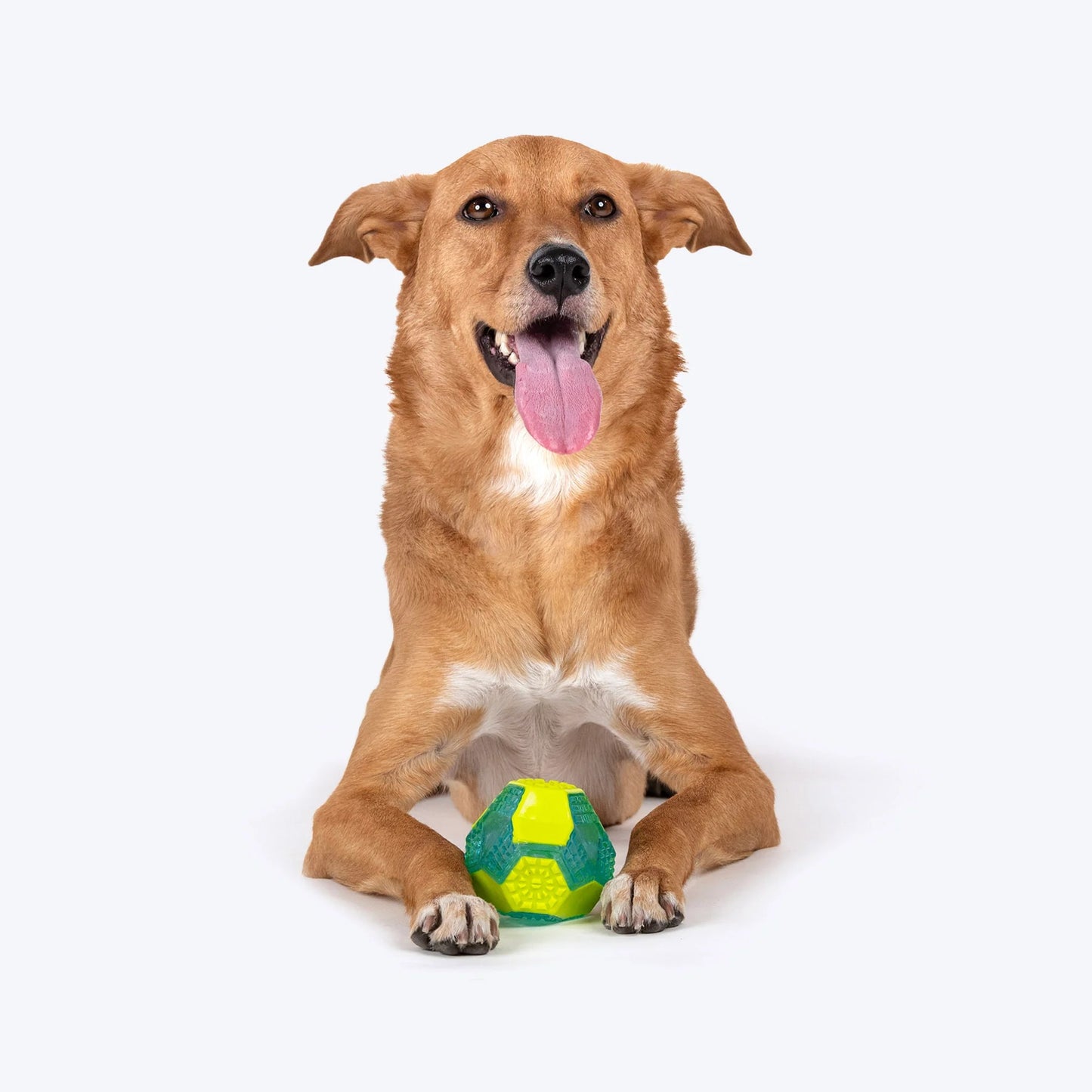 Dash Dog Grip & Go Squeaky Ball For Dog - Neon Green & Blue