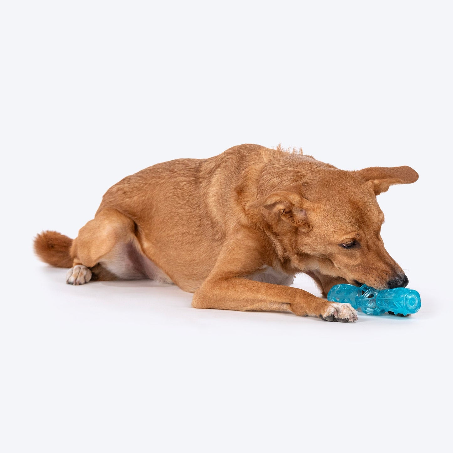 Dash Dog Squeak & Chomp Toy For Dog