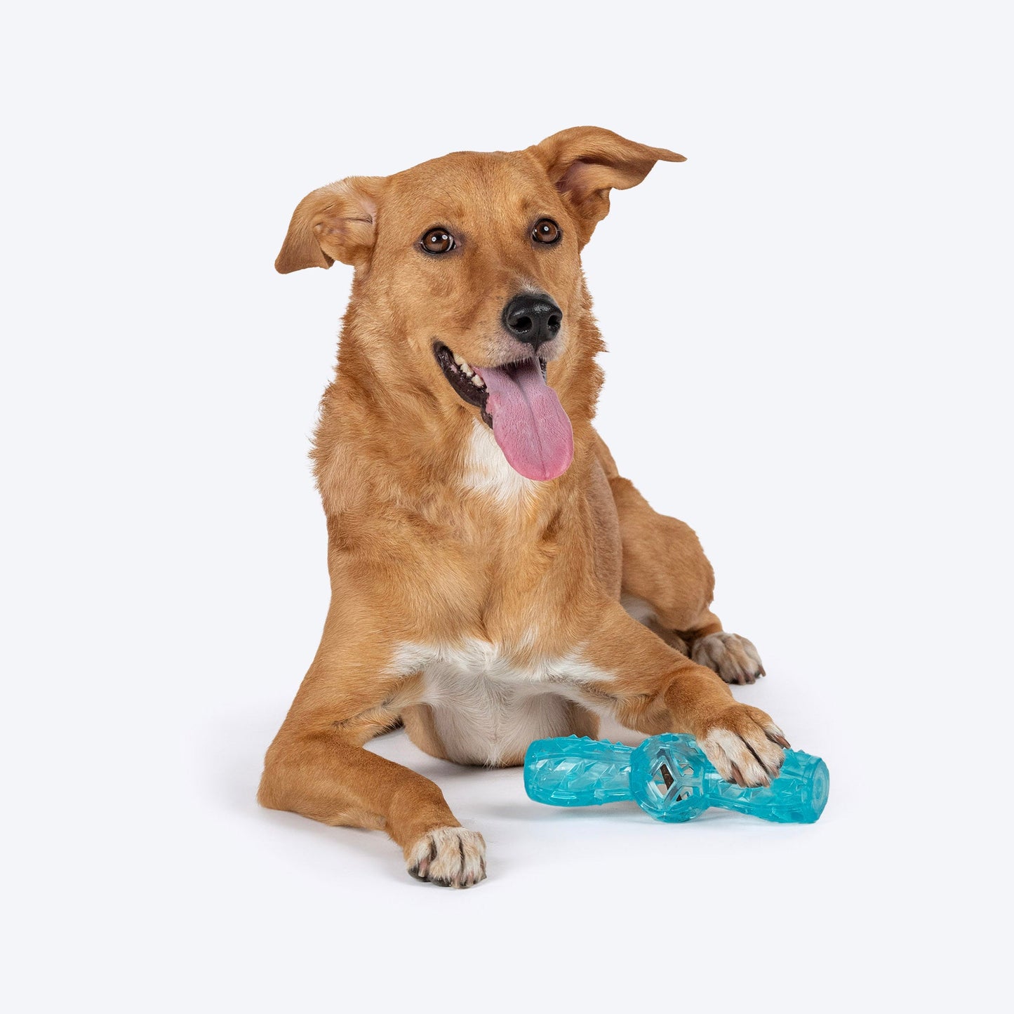 Dash Dog Squeak & Chomp Toy For Dog