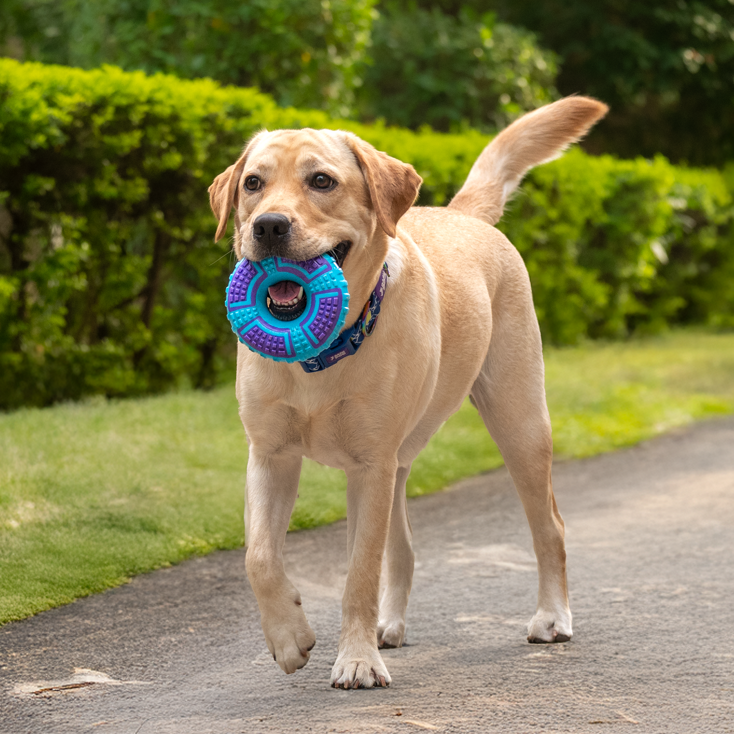 Dash Dog Extreme Play Squeaky Ring Toy For Dog - Blue