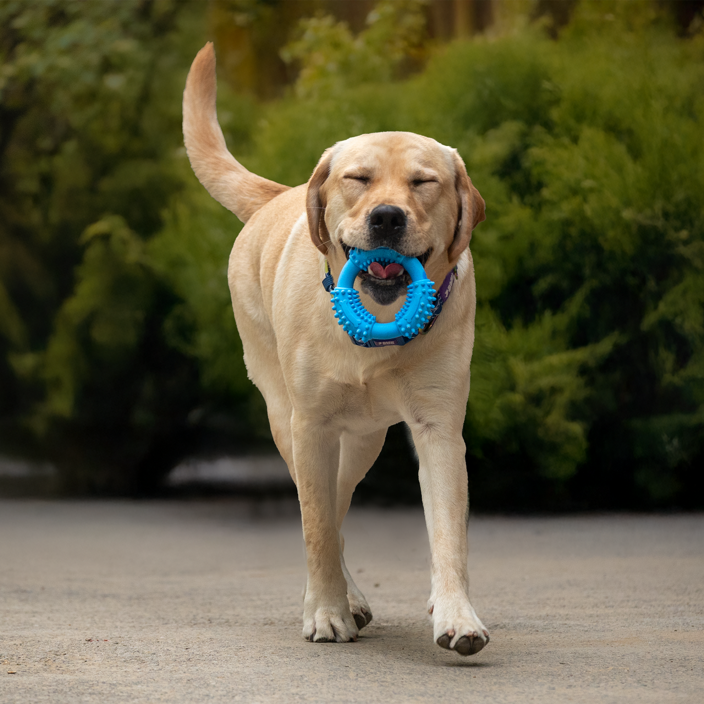 Dash Dog Softy Ring Toy For Dog