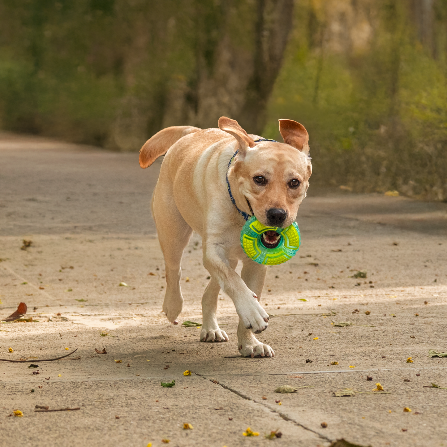 Dash Dog Extreme Play Squeaky Ring Toy For Dog - Green