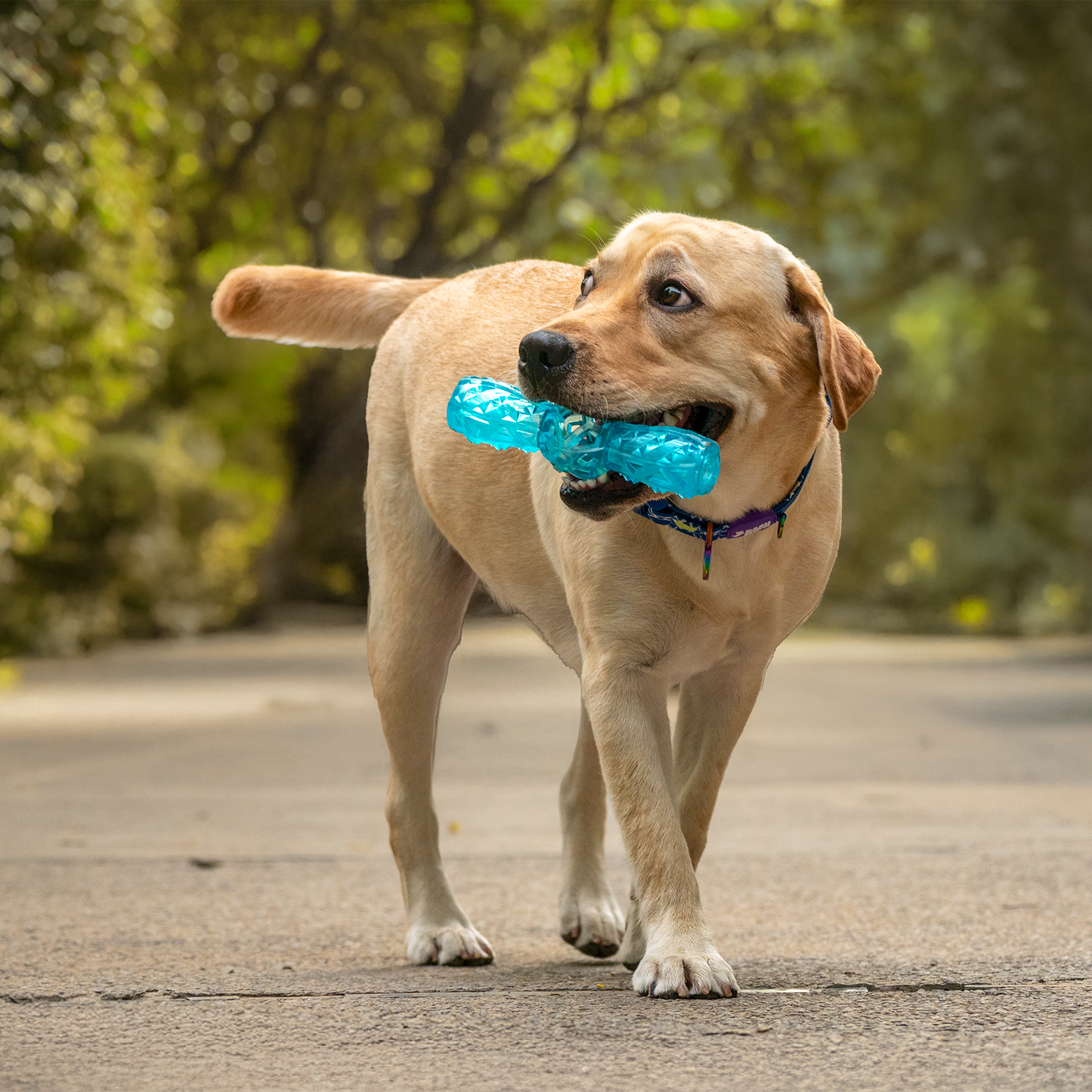 Dash Dog Squeak & Chomp Toy For Dog