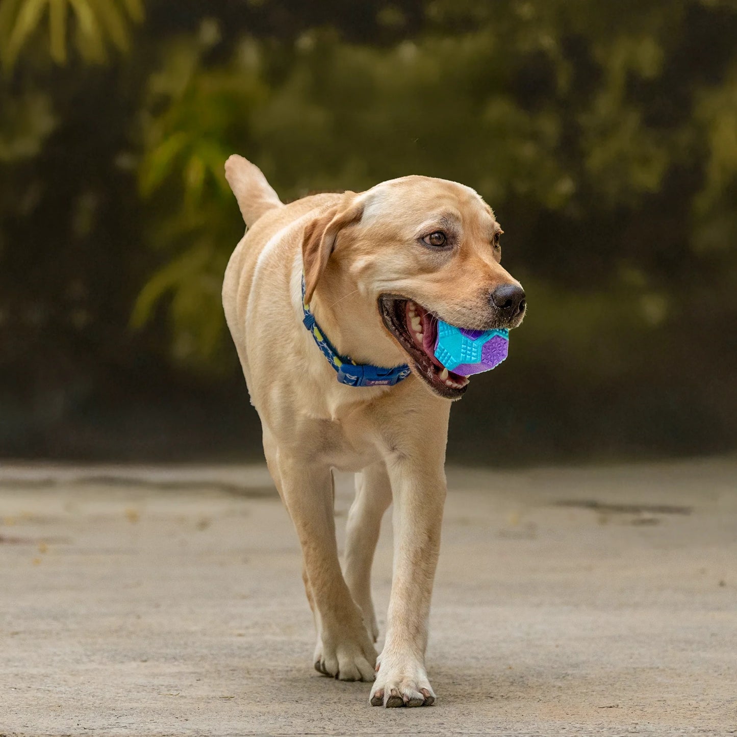 Dash Dog Extreme Play Squeaky Ball Toy For Dog - Blue