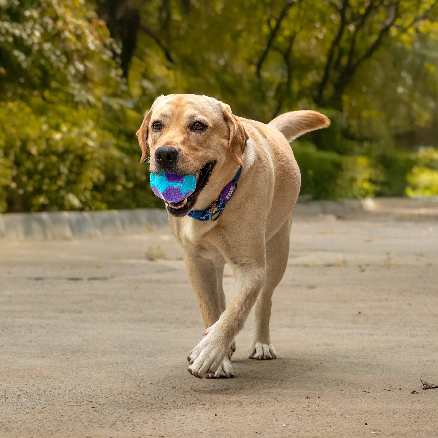 Dash Dog Extreme Play Squeaky Ball Toy For Dog - Blue