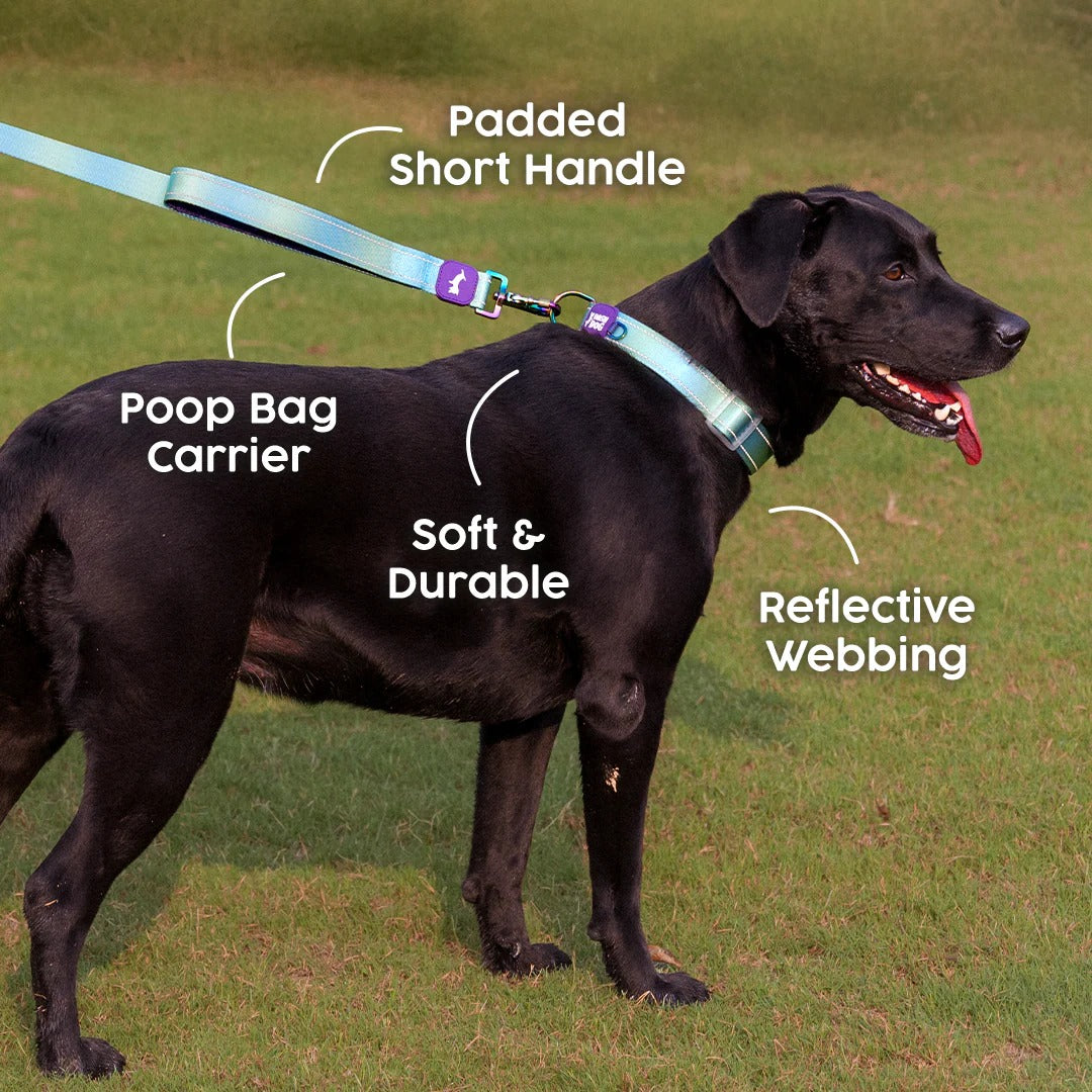Dash Dog Ethernal Fade Dual Handle Leash For Dog - Aqua