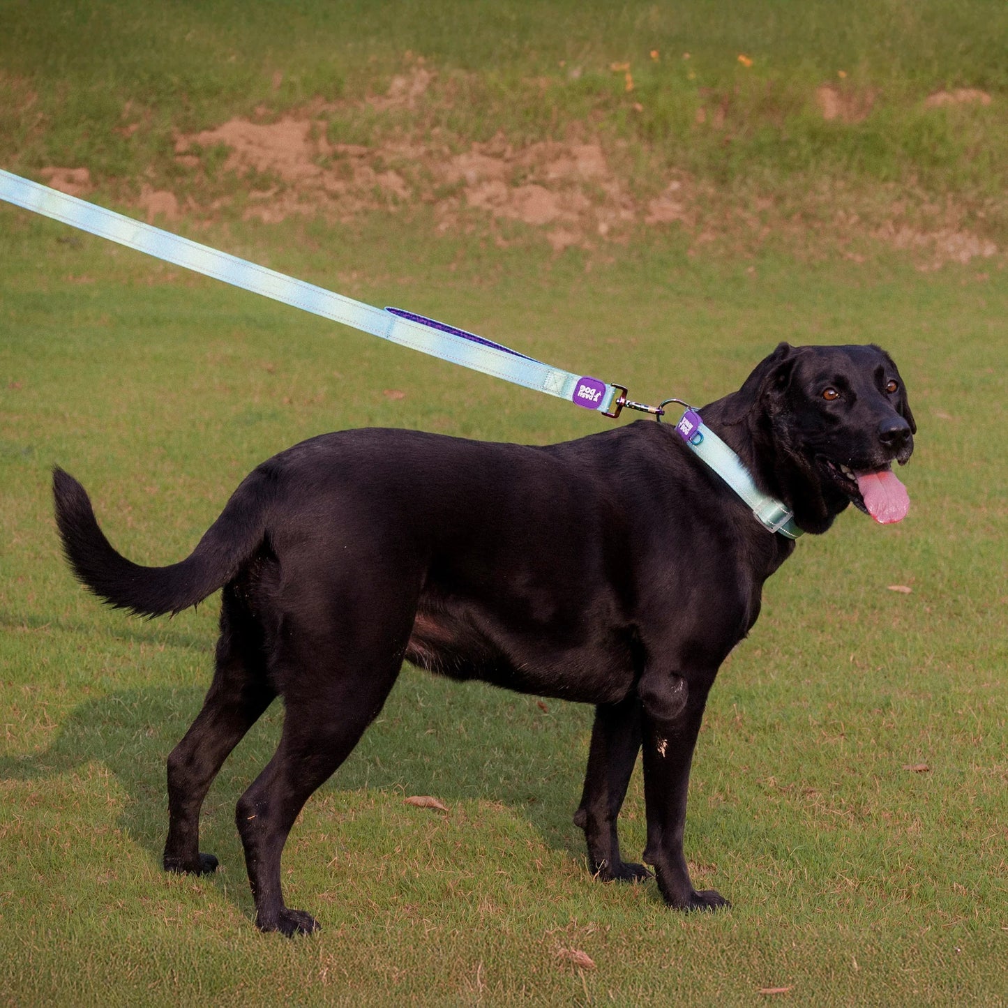 Dash Dog Ethernal Fade Dual Handle Leash For Dog - Aqua