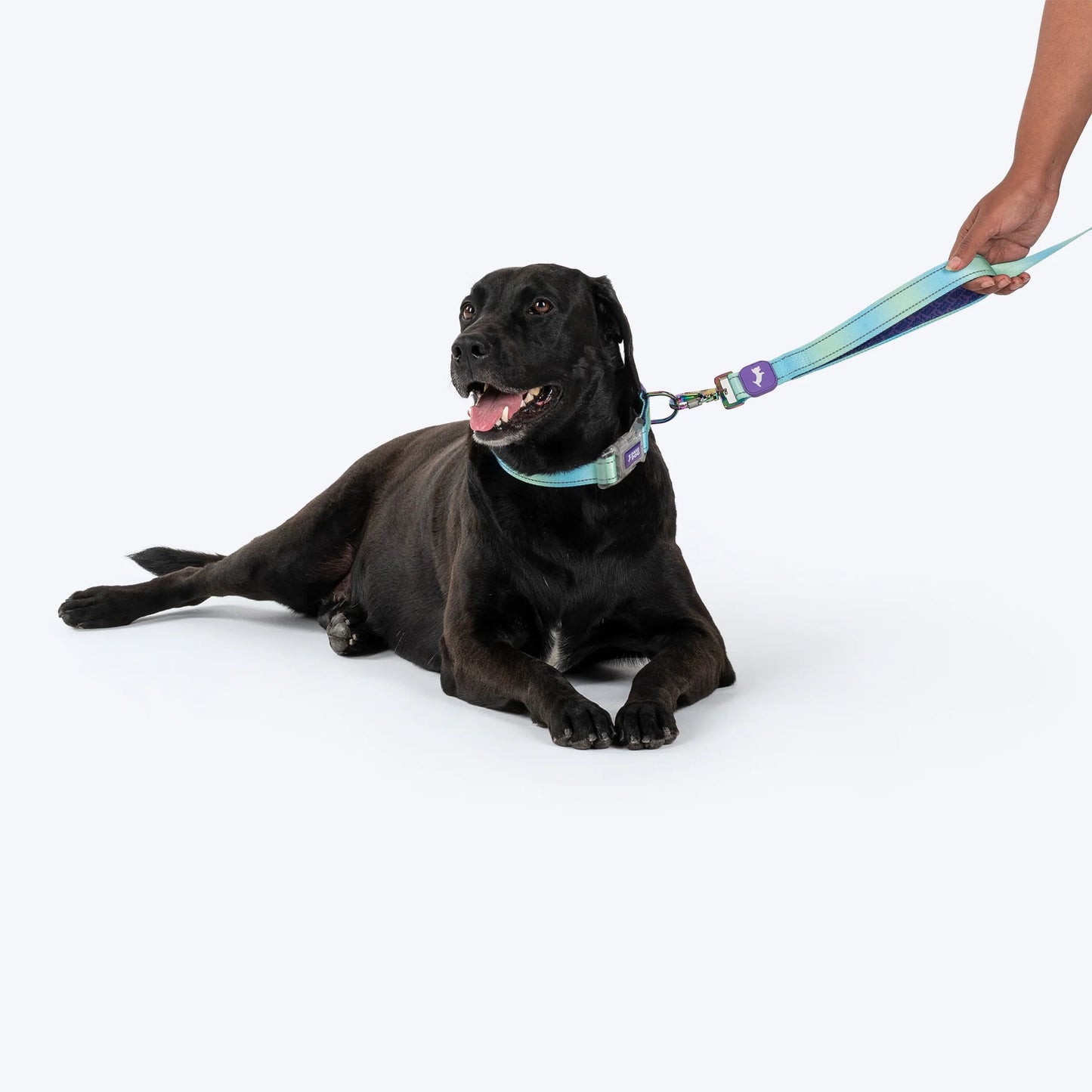 Dash Dog Ethernal Fade Dual Handle Leash For Dog - Aqua