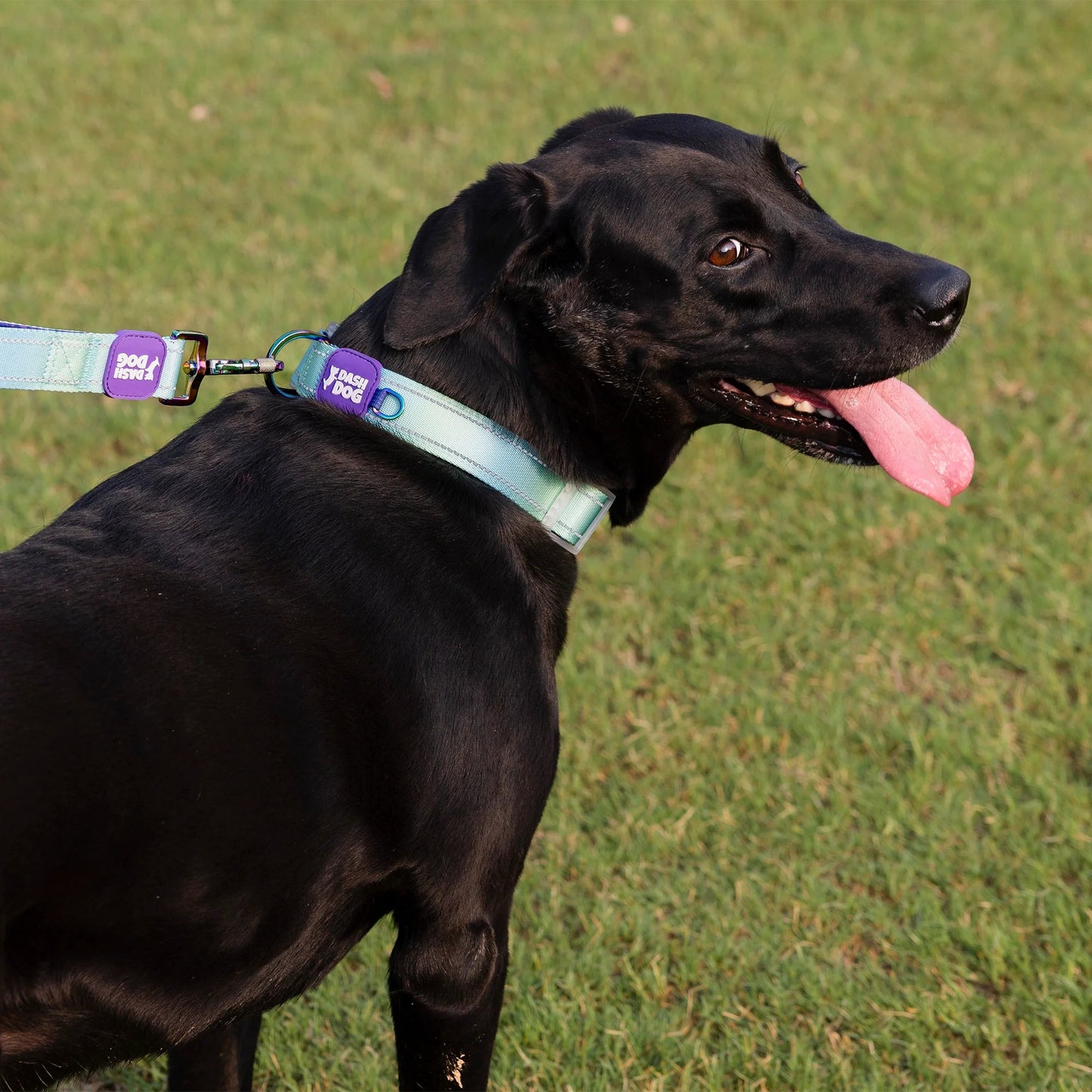 Dash Dog Ethernal Fade Padded Collar For Dog - Aqua