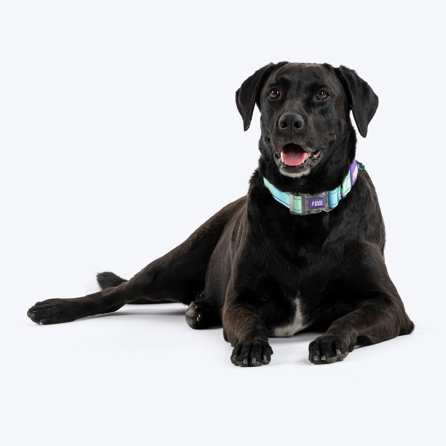 Dash Dog Ethernal Fade Padded Collar For Dog - Aqua