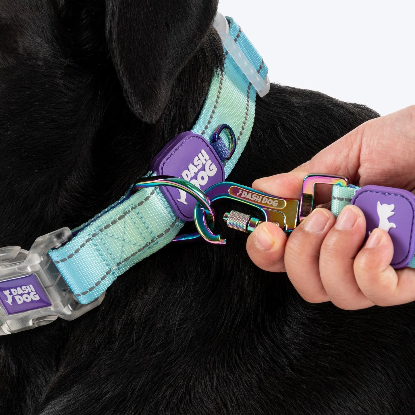 Dash Dog Ethernal Fade Padded Collar For Dog - Aqua