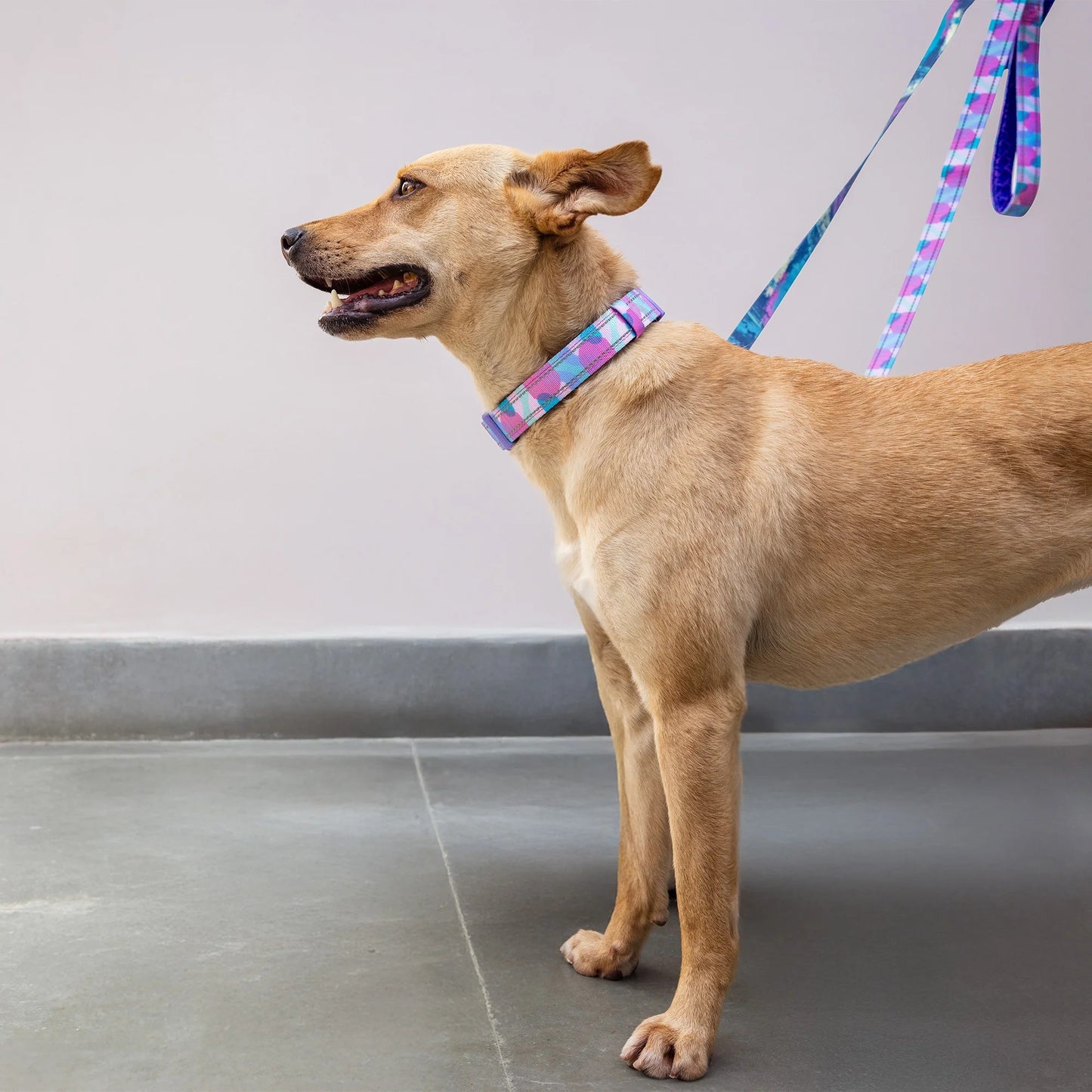 Dash Dog Galaxy Dual Handle Leash For Dog - Purple