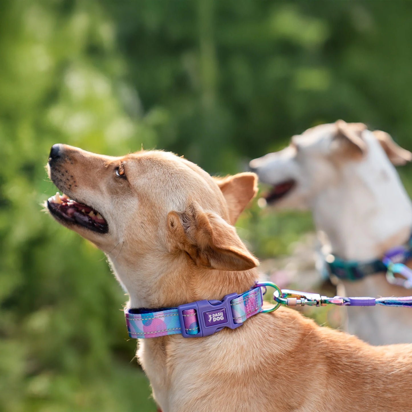 Dash Dog Galaxy Padded Collar For Dog - Purple