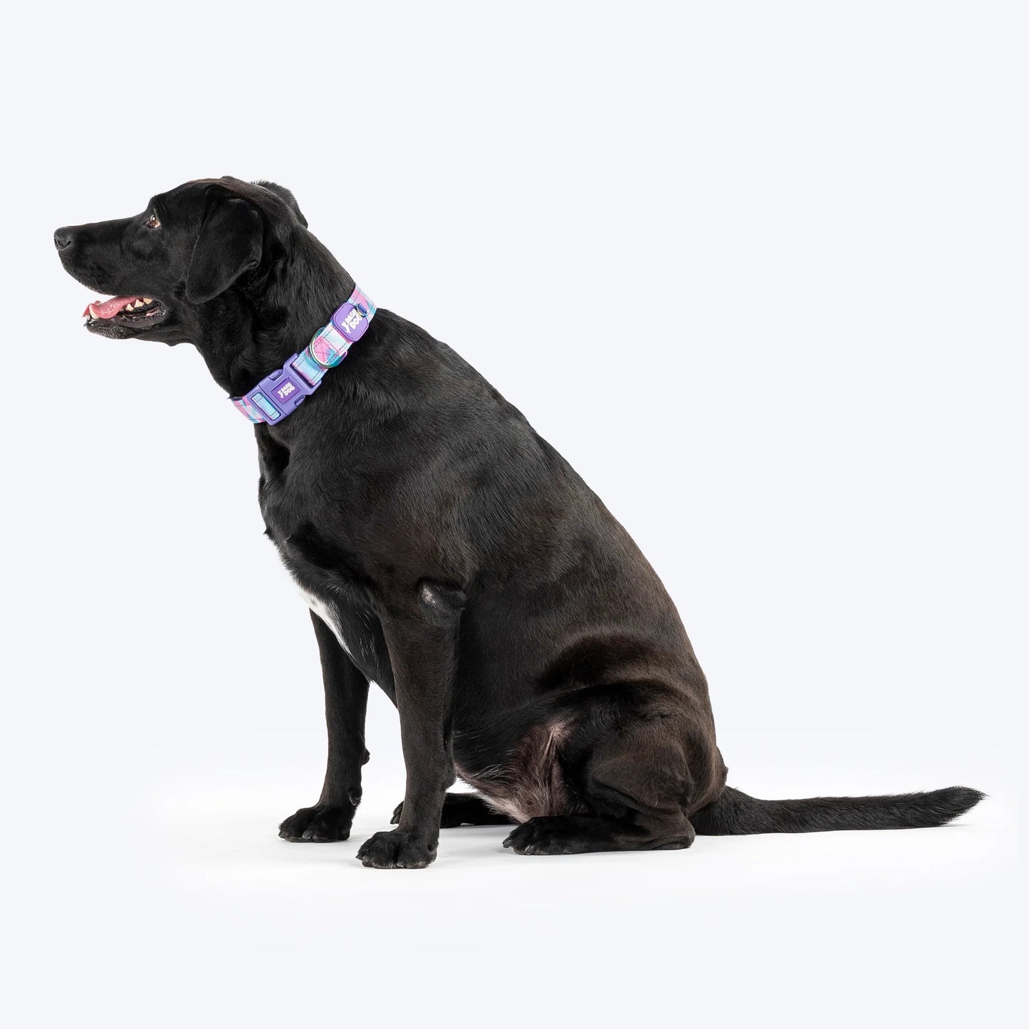 Dash Dog Galaxy Padded Collar For Dog - Purple