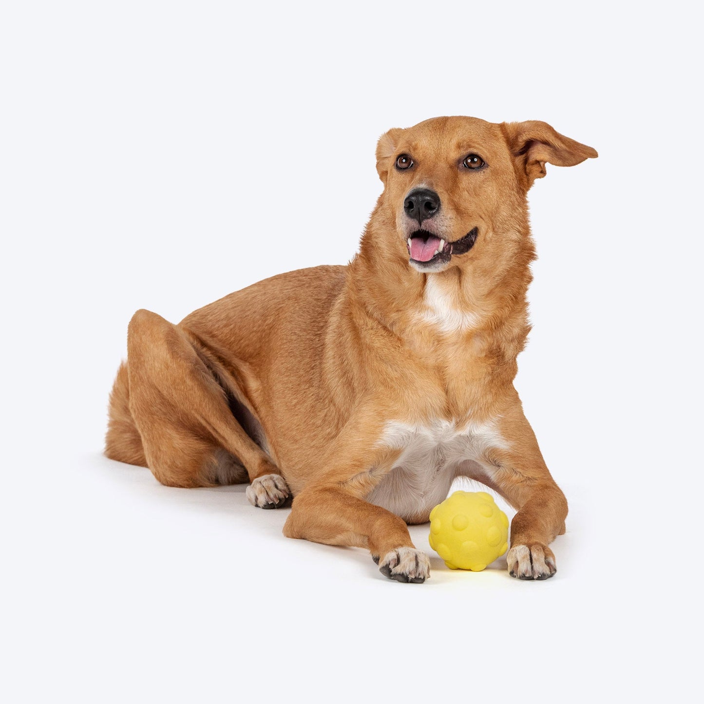 Dash Dog Mello-Yello Bubble Ball Toy Dog Toy