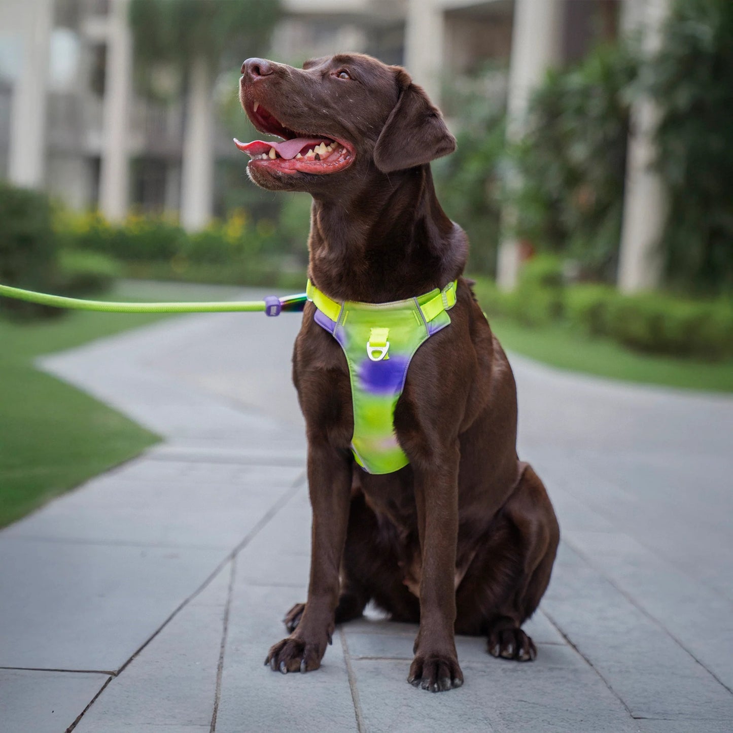 Dash Dog Neon Fusion Outdoor Fit Harness For Dog - Neon Green