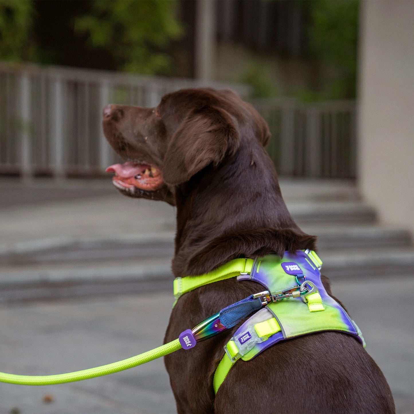 Dash Dog Neon Fusion Outdoor Fit Harness For Dog - Neon Green