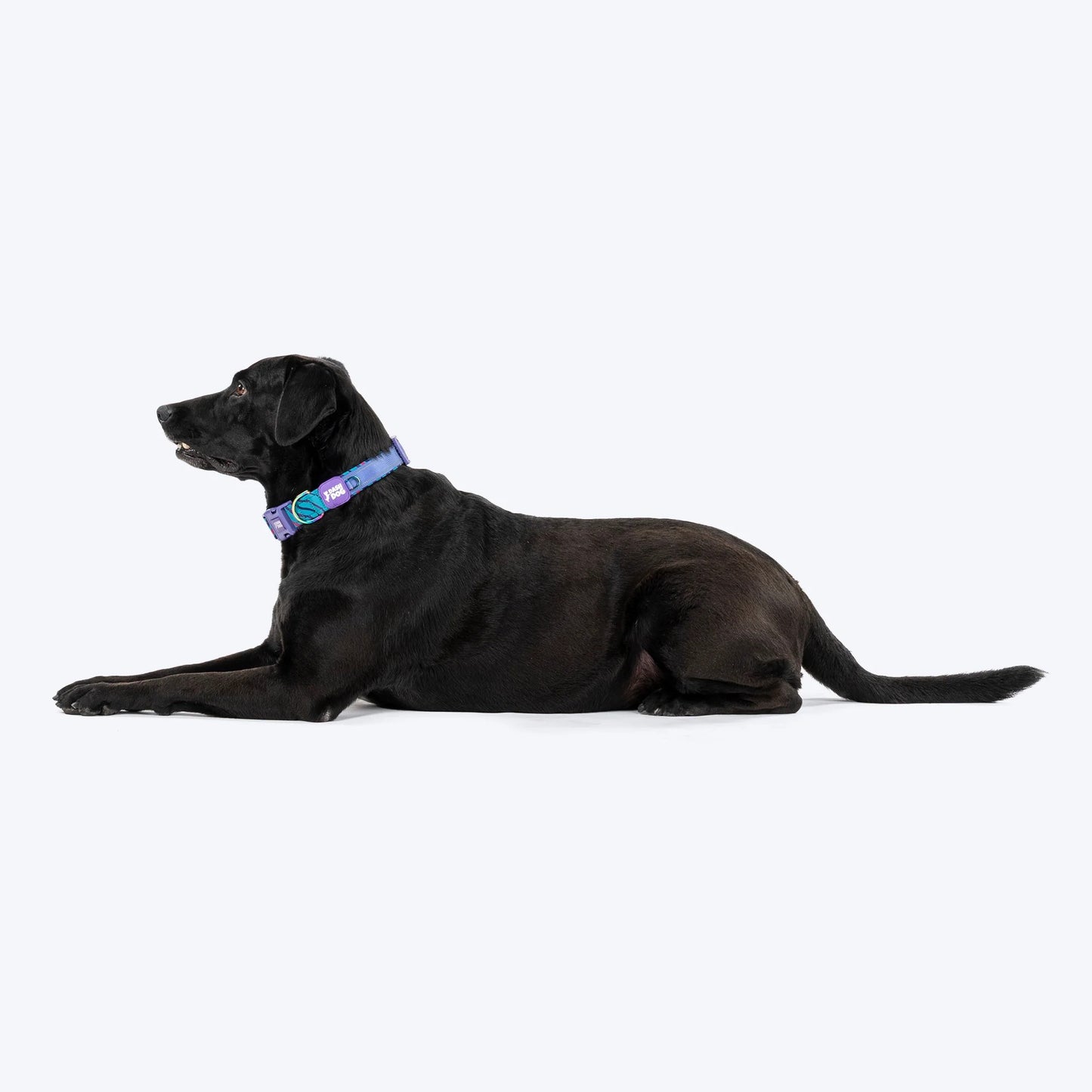 Dash Dog Ocean Breeze Padded Collar For Dog - Teal Blue