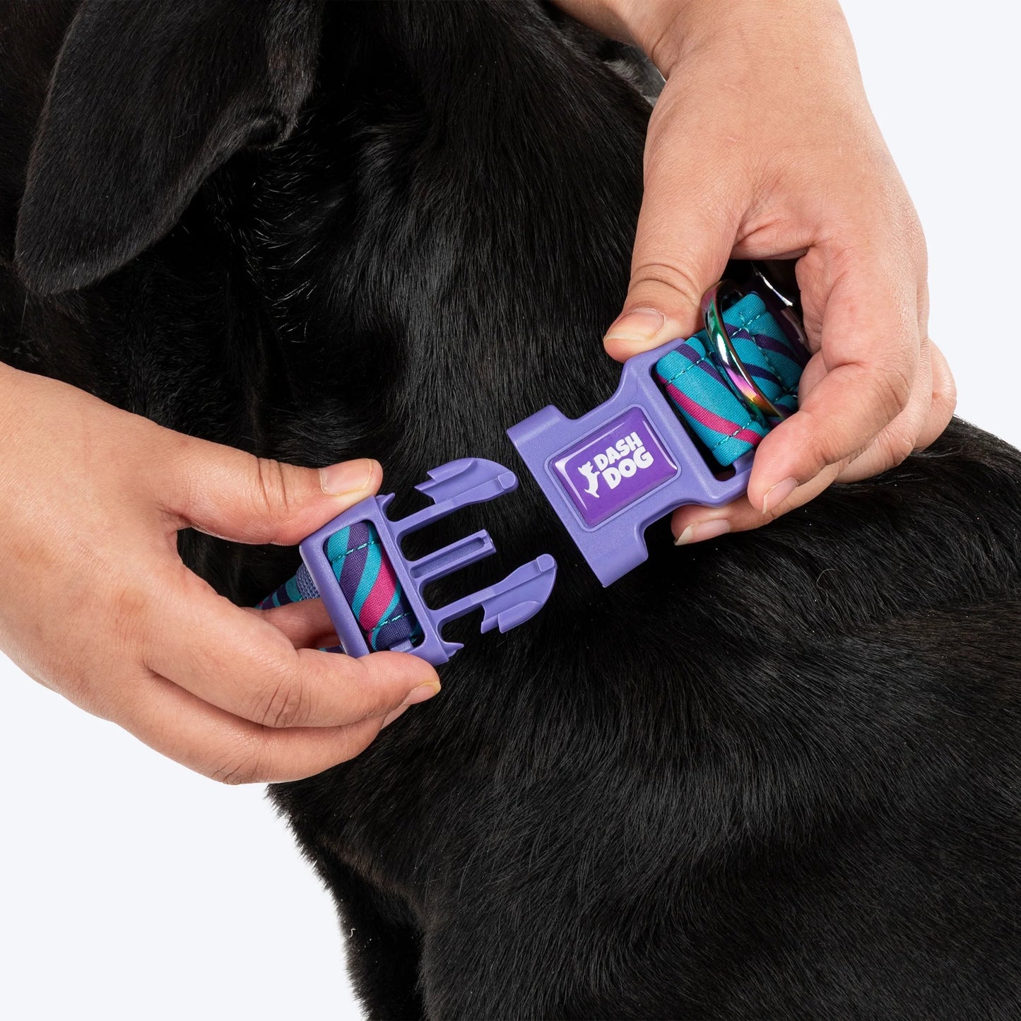 Dash Dog Ocean Breeze Padded Collar For Dog - Teal Blue
