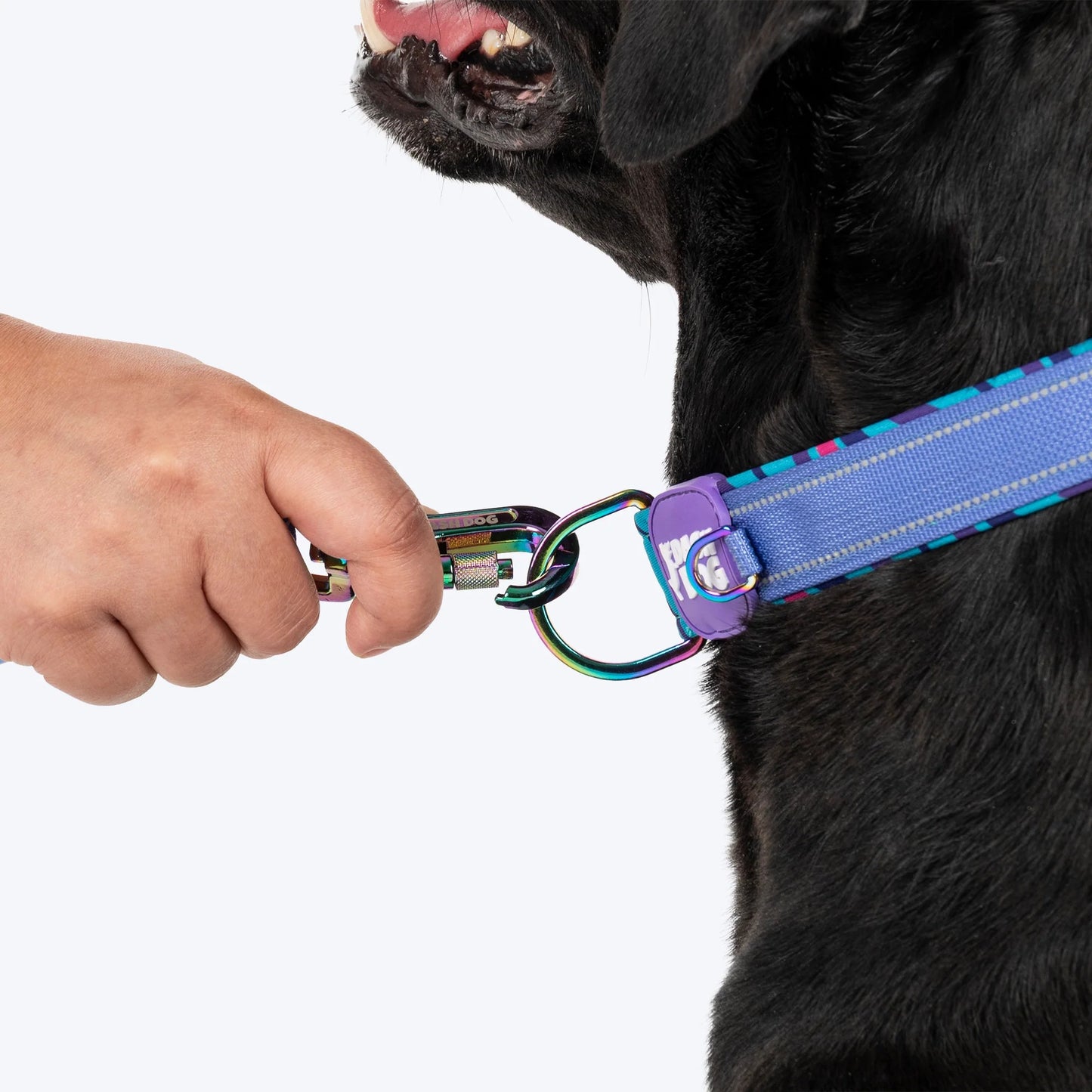 Dash Dog Ocean Breeze Padded Collar For Dog - Teal Blue