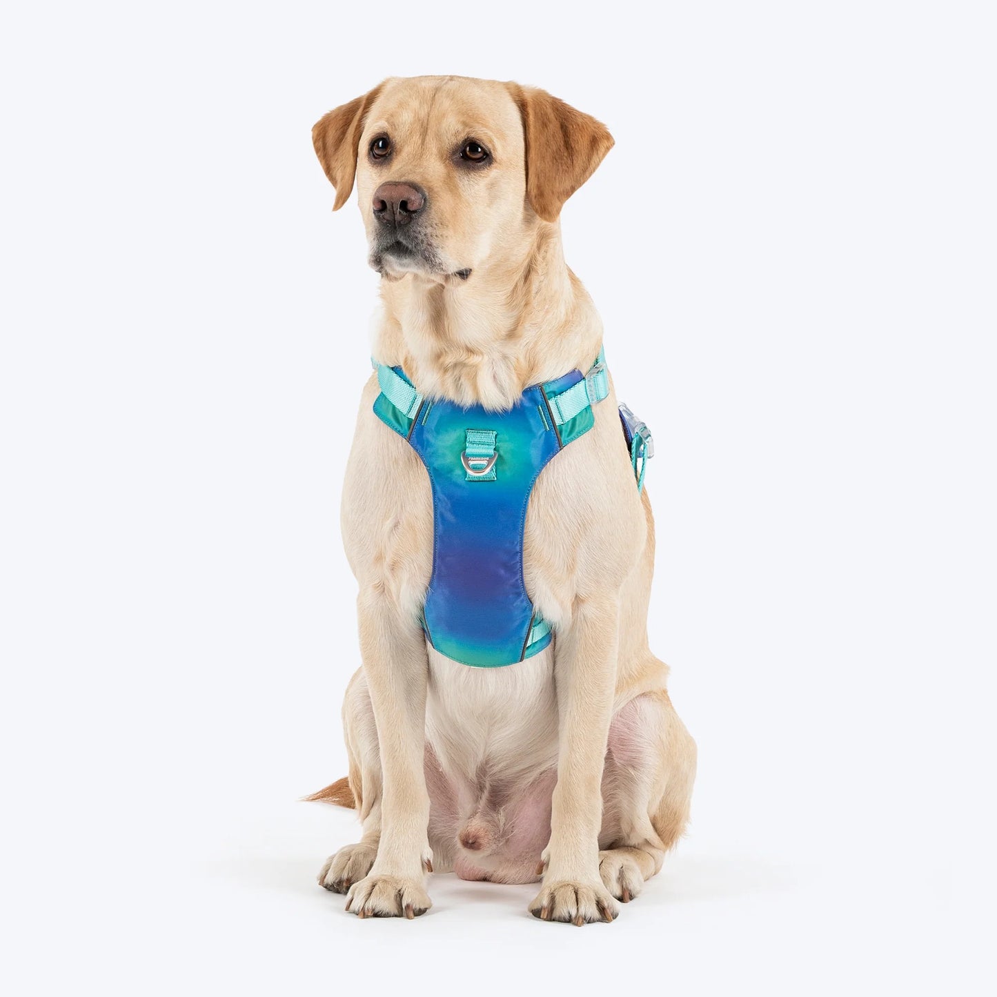 Dash Dog Seafoam Storm Outdoor Fit Harness For Dog - Aqua Blue