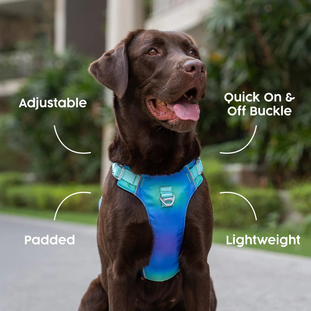 Dash Dog Seafoam Storm Outdoor Fit Harness For Dog - Aqua Blue