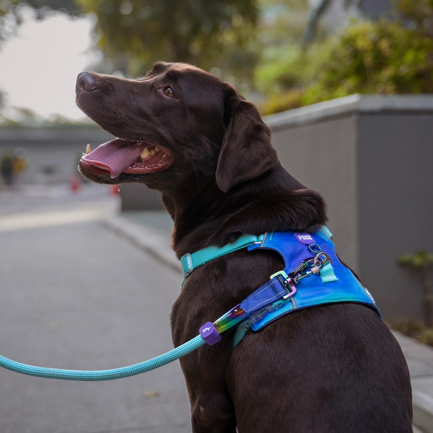 Dash Dog Seafoam Storm Outdoor Fit Harness For Dog - Aqua Blue